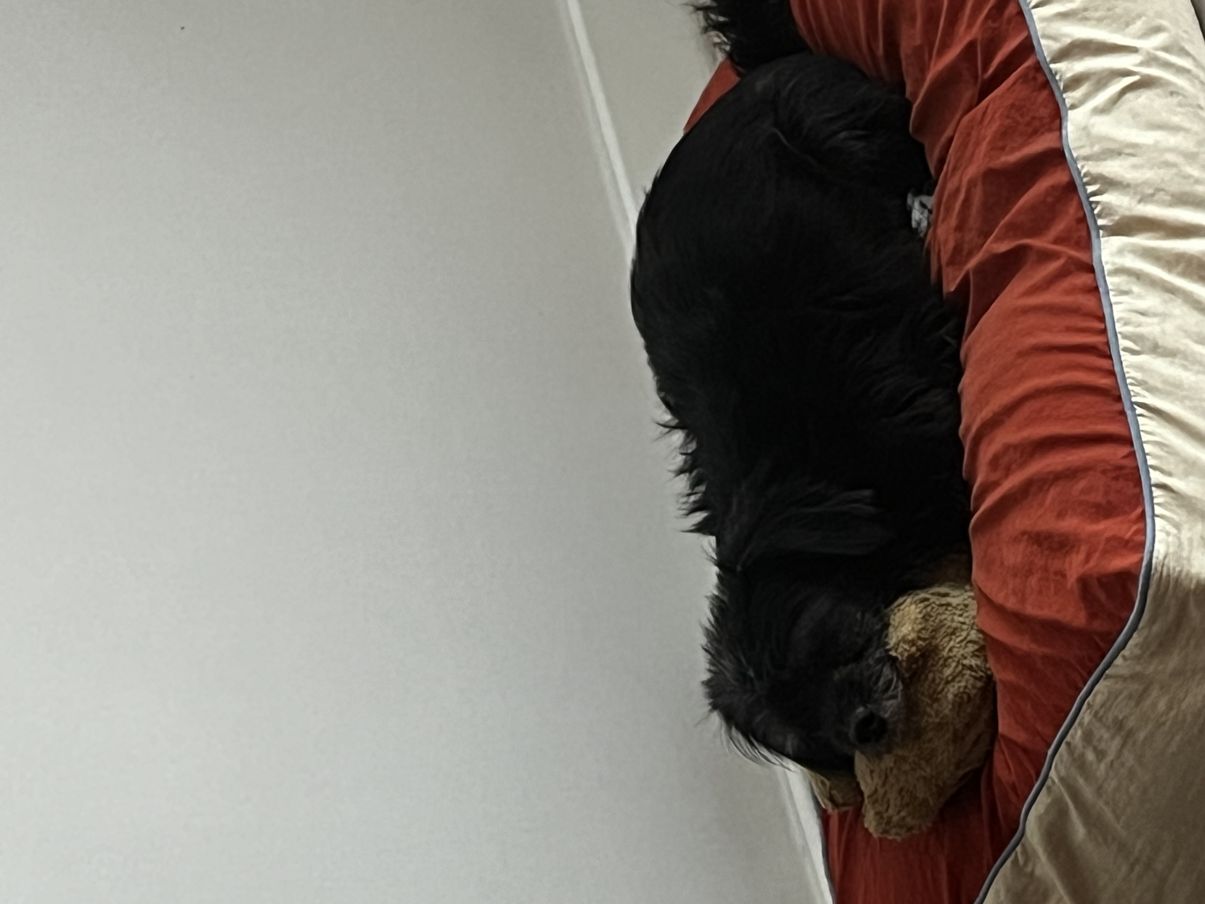 뽀일이 입양 후기