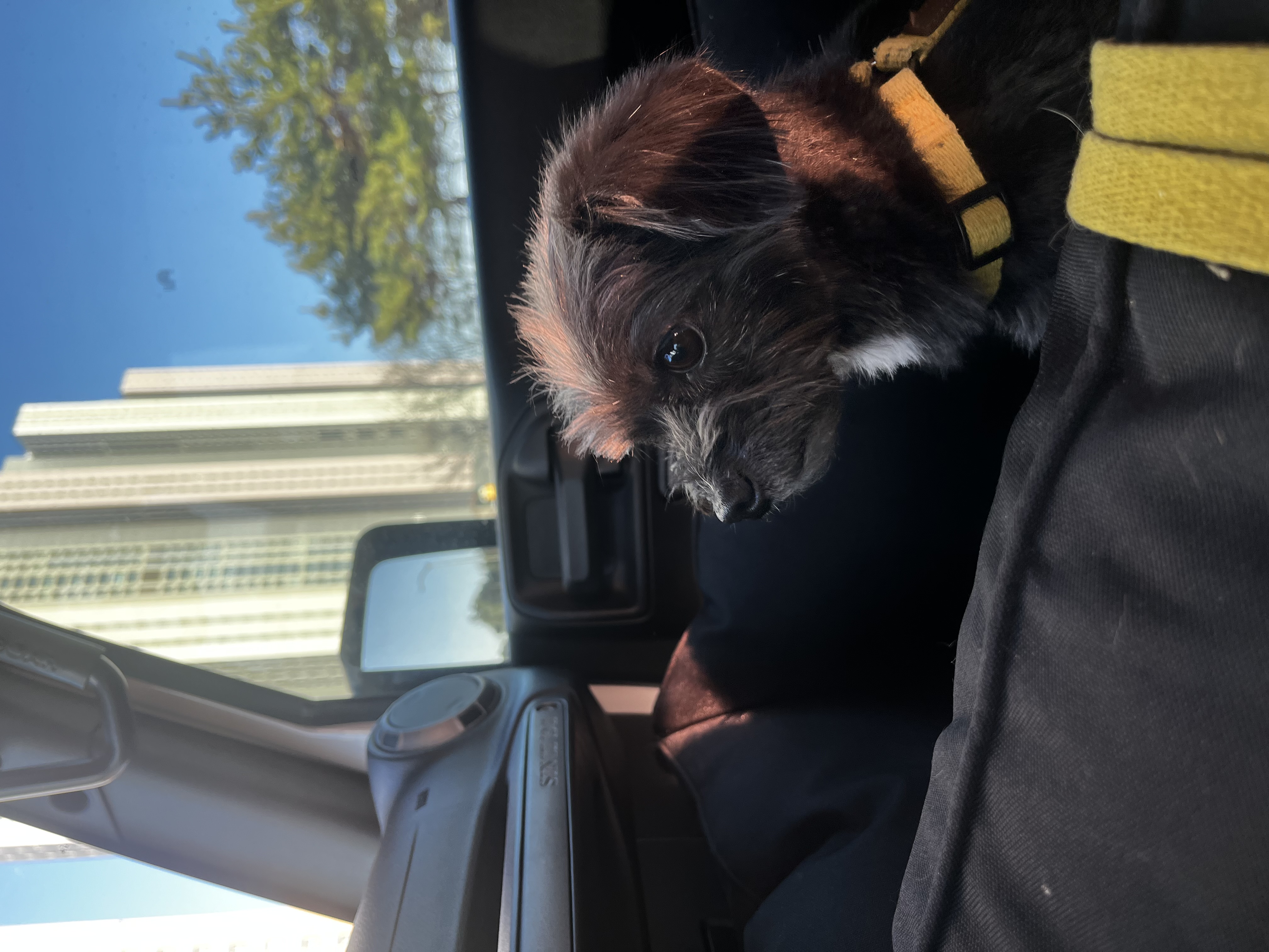 뽀일이 입양 후기