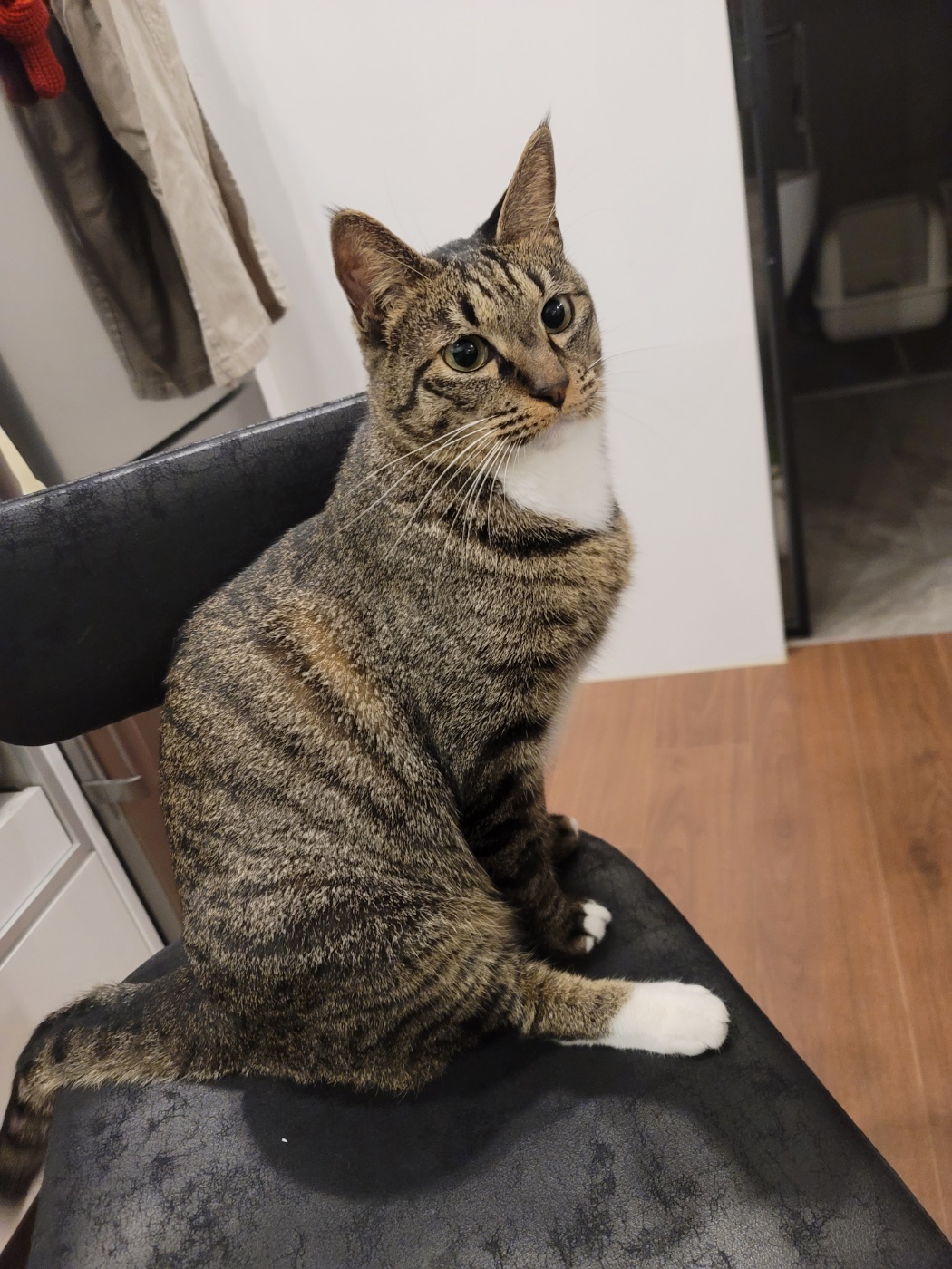 챌리 애교쟁이 입양 2년차입니다