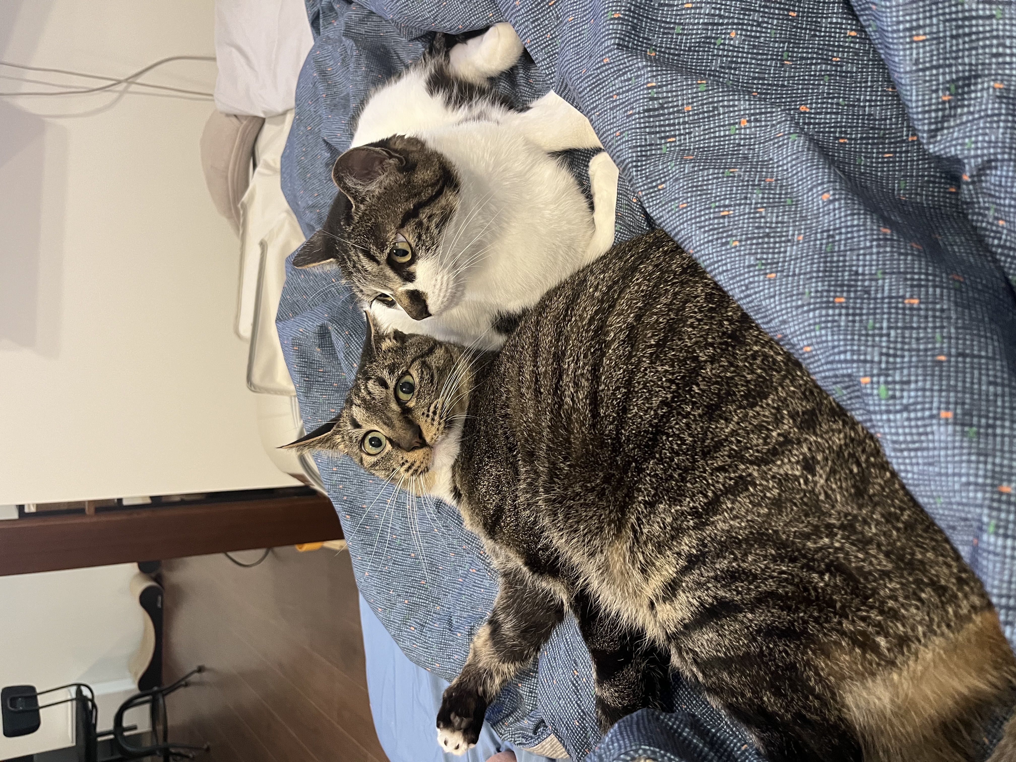 챌리 애교쟁이 입양 2년차입니다