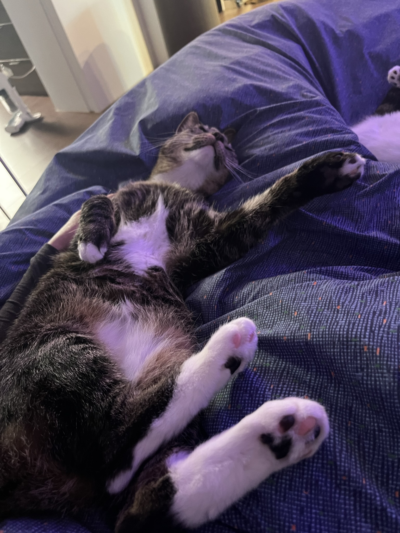 챌리 애교쟁이 입양 2년차입니다