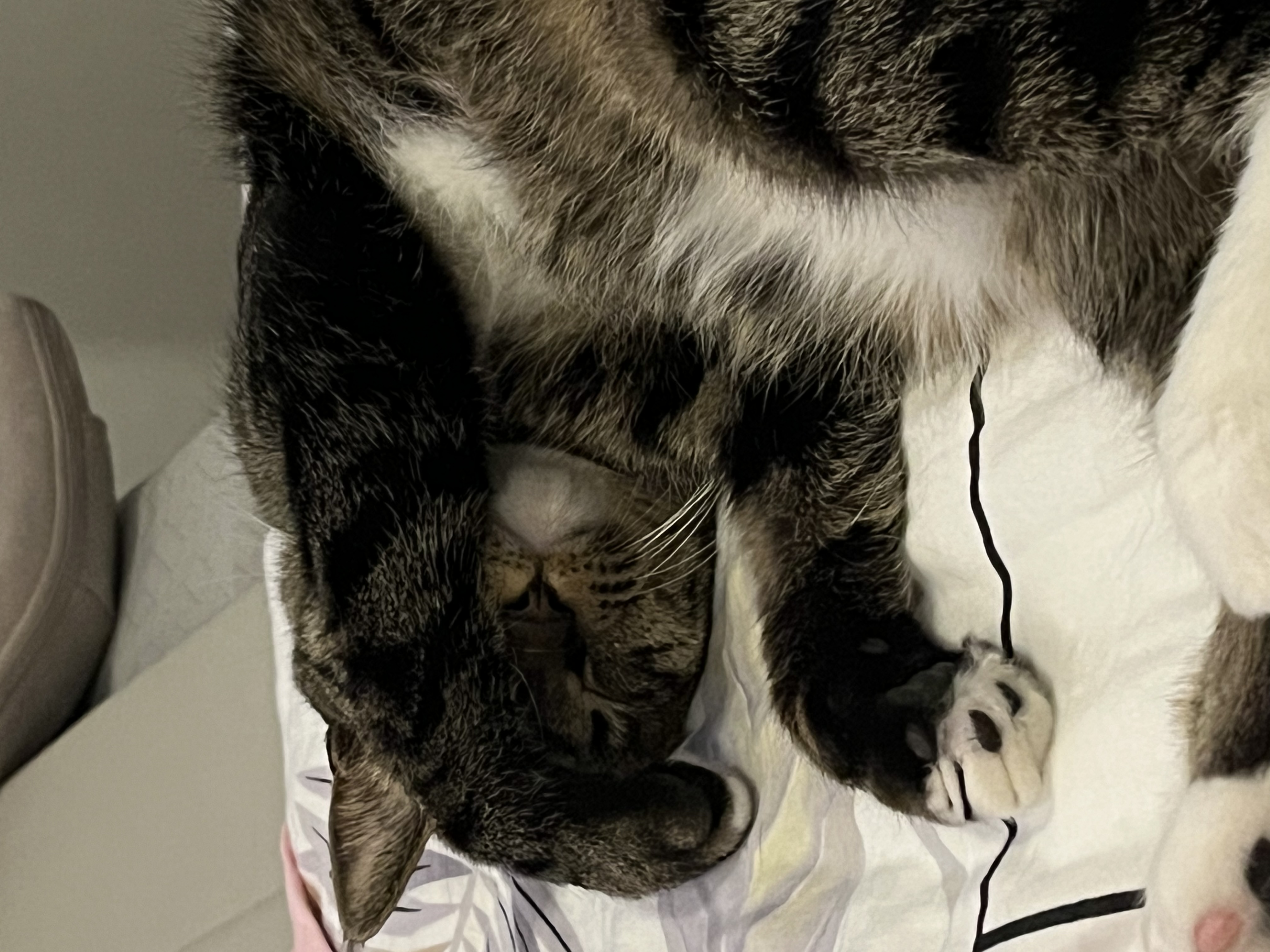 챌리 애교쟁이 입양 2년차입니다