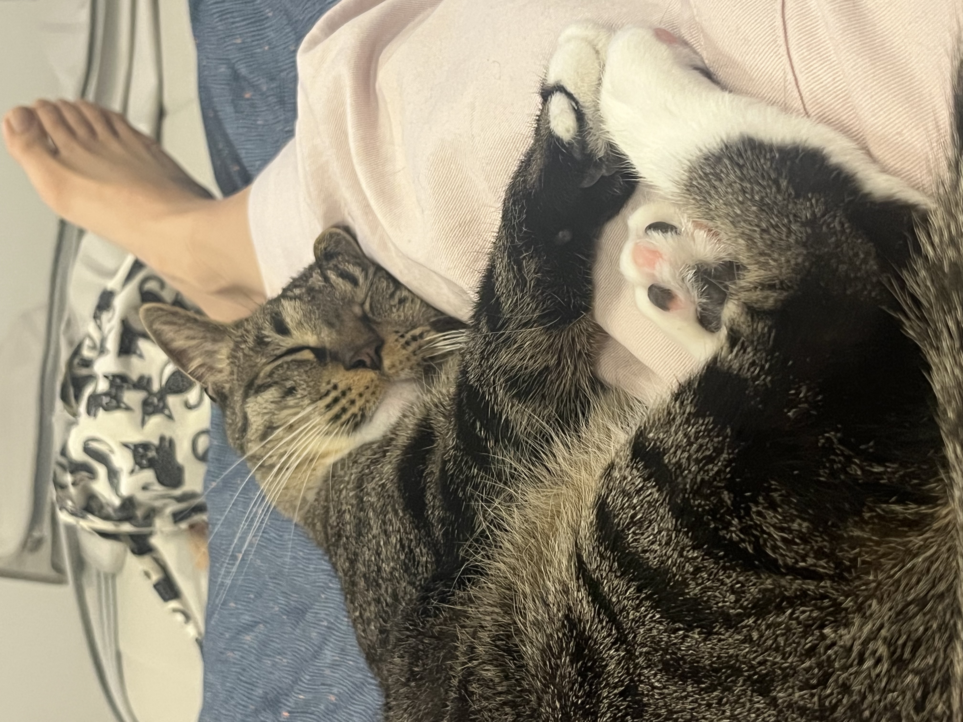 챌리 애교쟁이 입양 2년차입니다