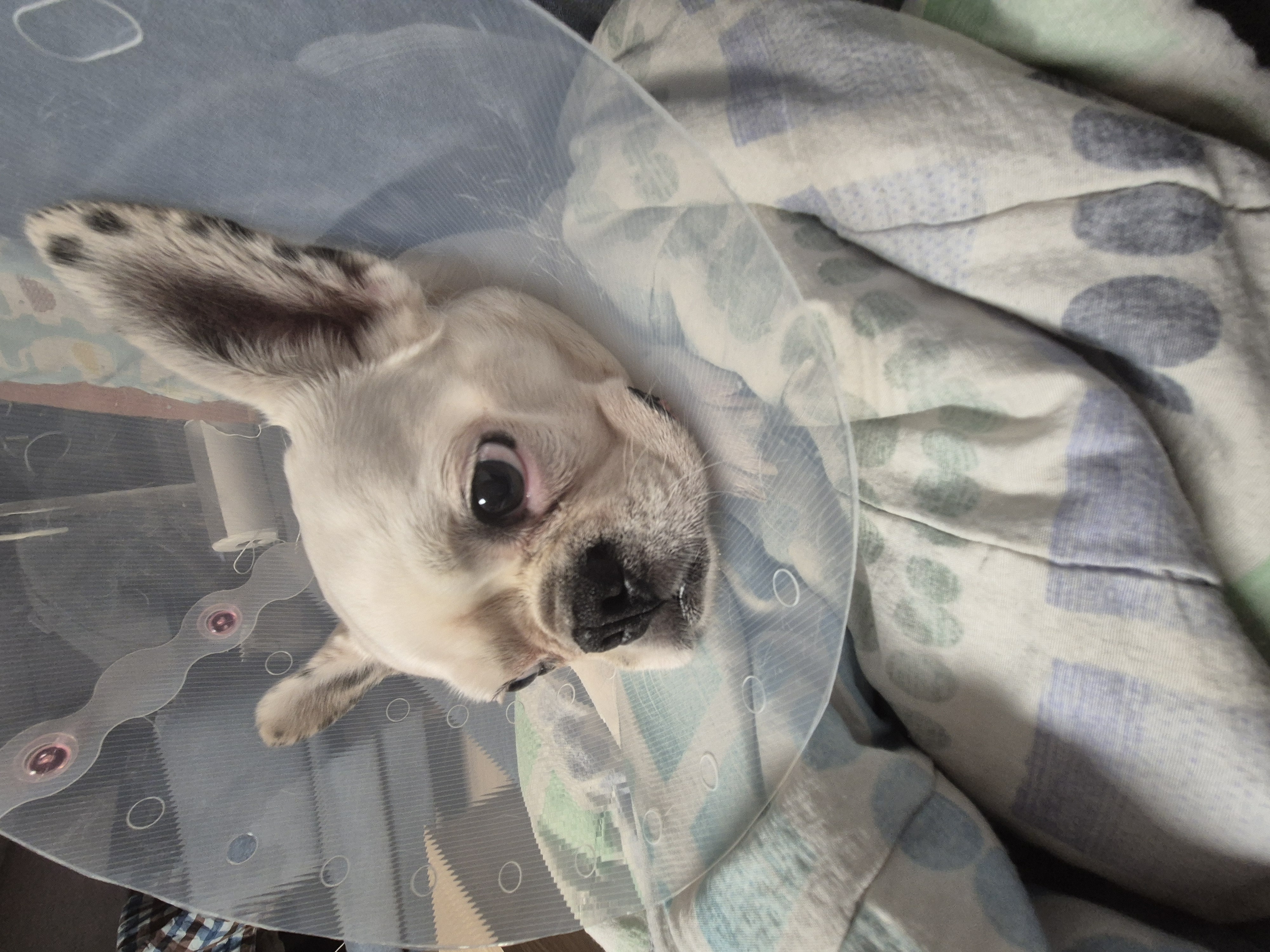 애둥이 근황 + 발치 14개...