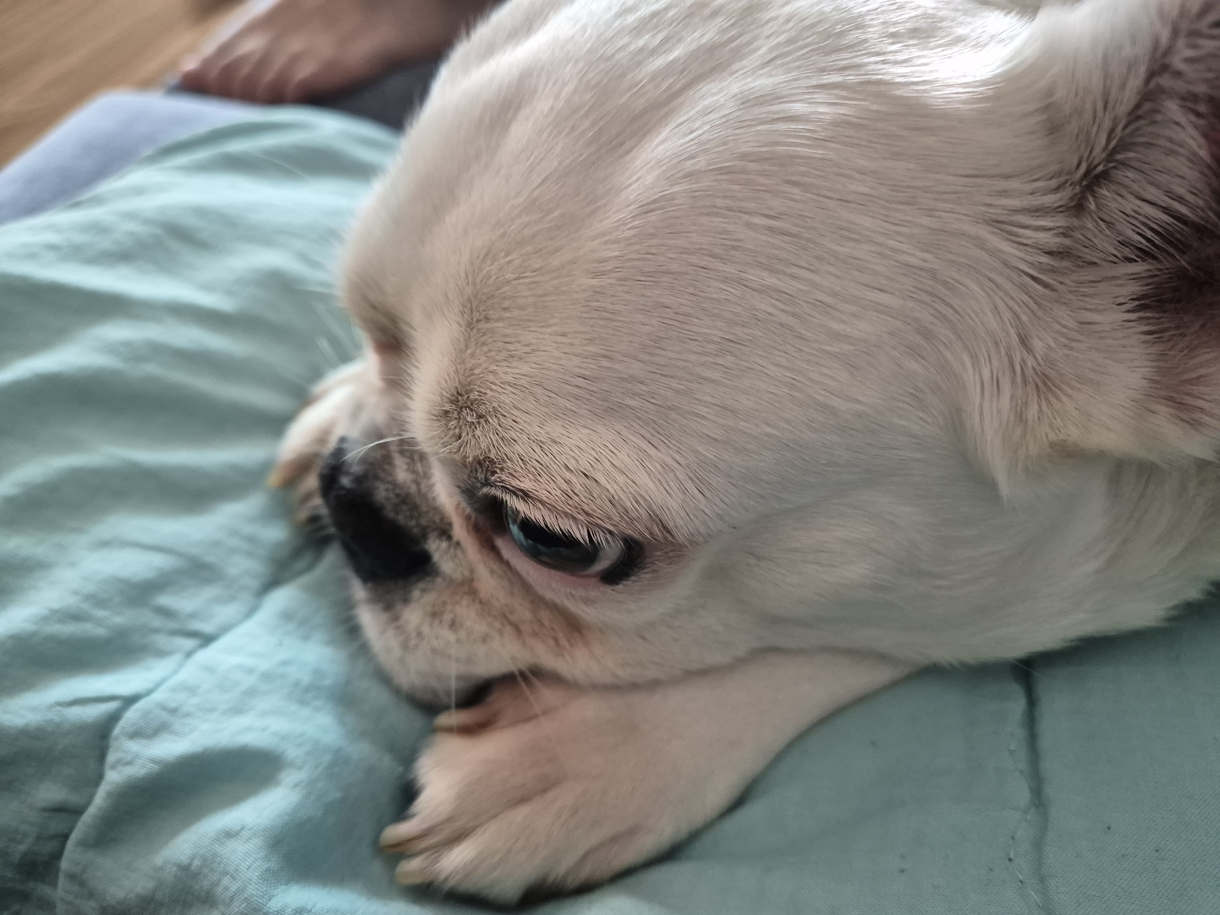 애둥이 근황 + 발치 14개...