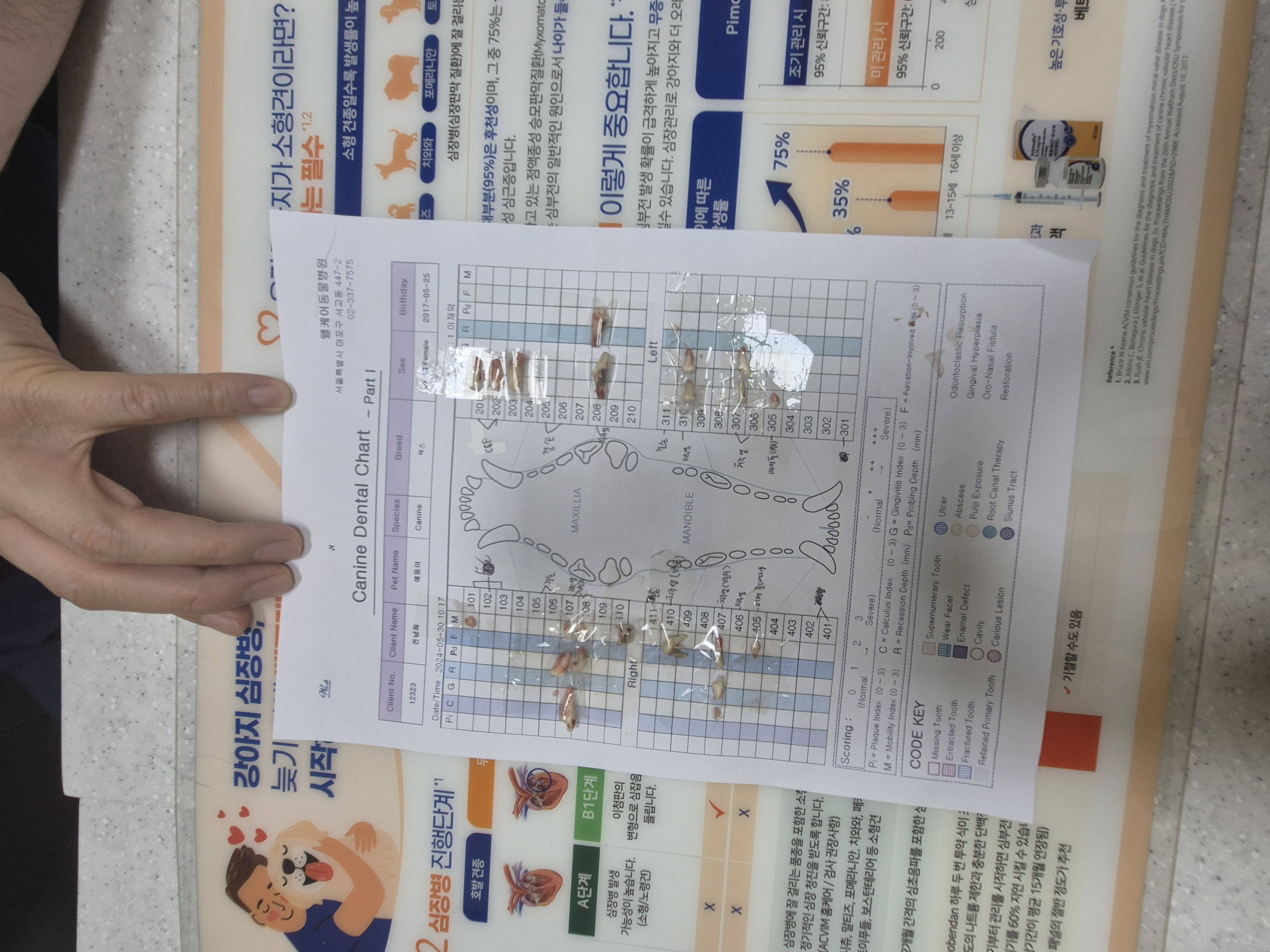 애둥이 근황 + 발치 14개...