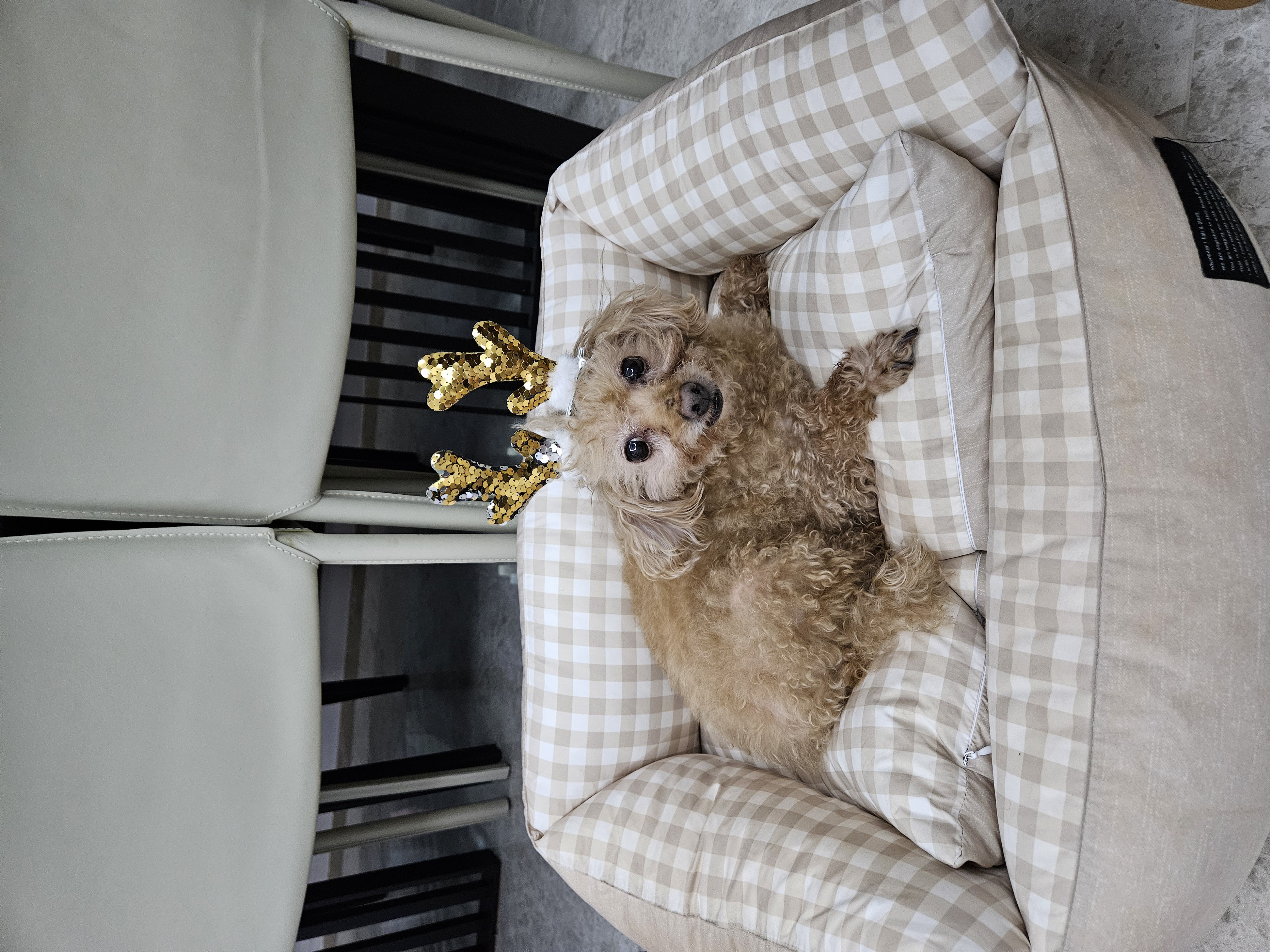 곤지암 팔랑이~~(지금은 버디^^)