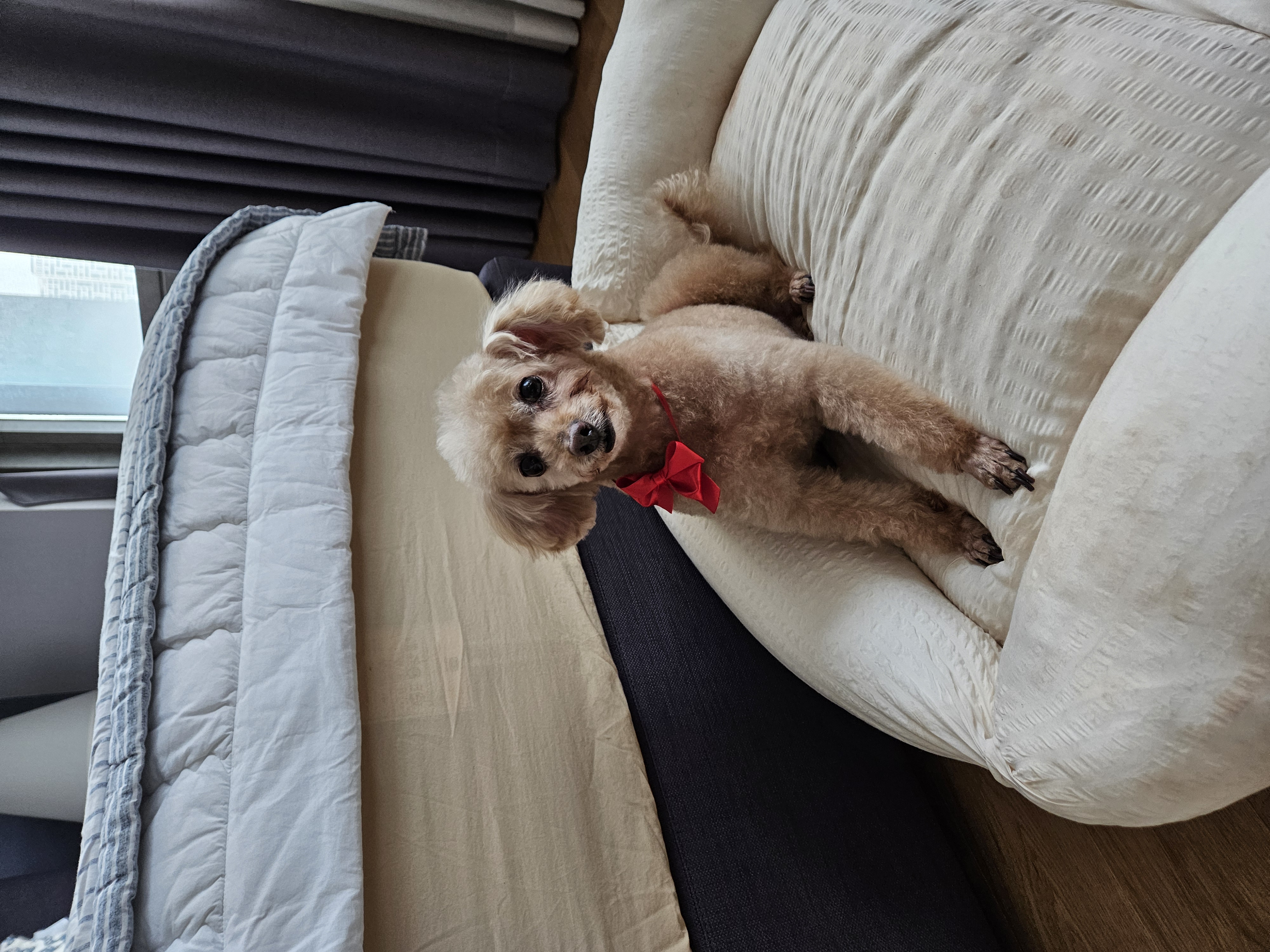 곤지암 팔랑이~~(지금은 버디^^)