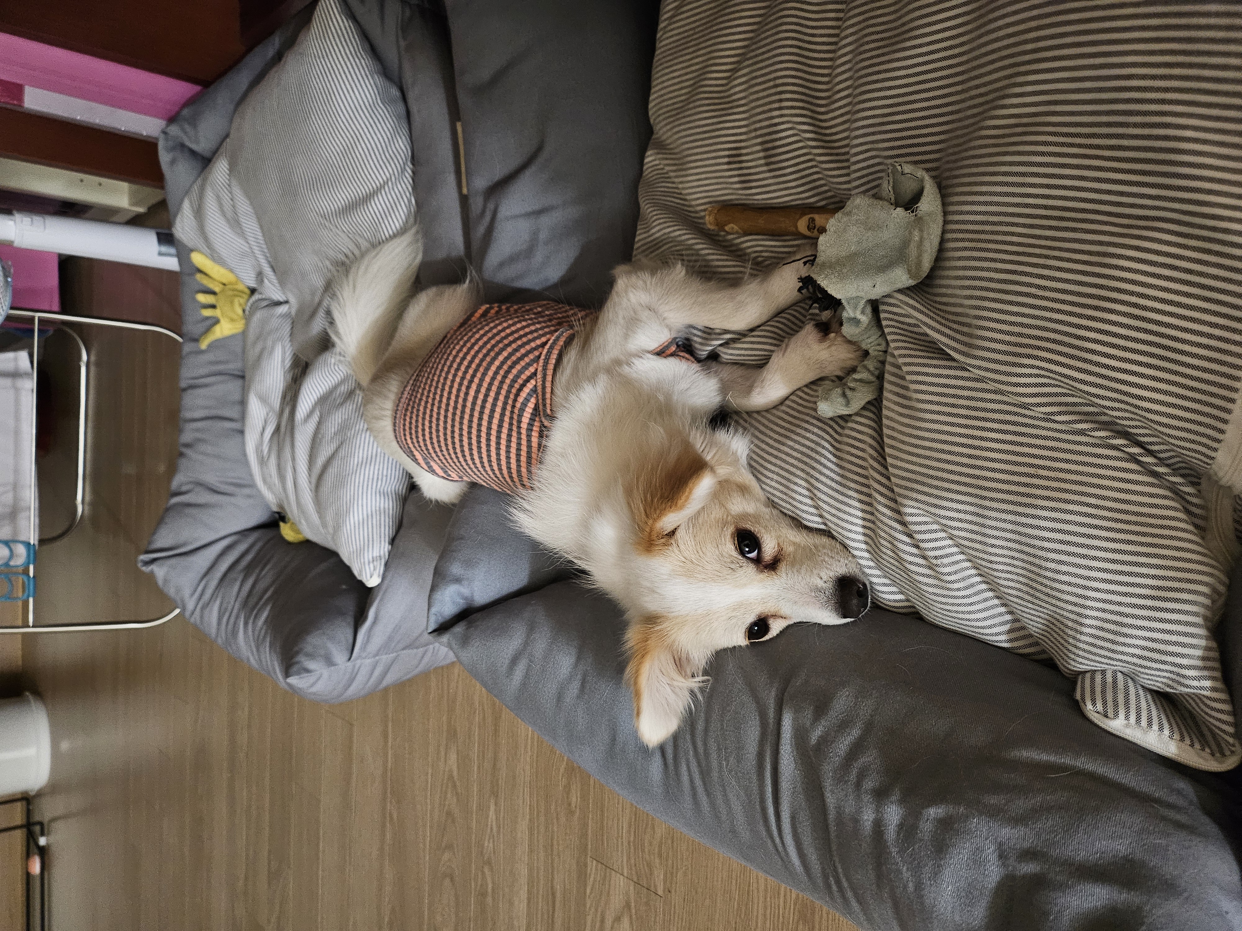 임보 중인 샛별이 2달 이야기