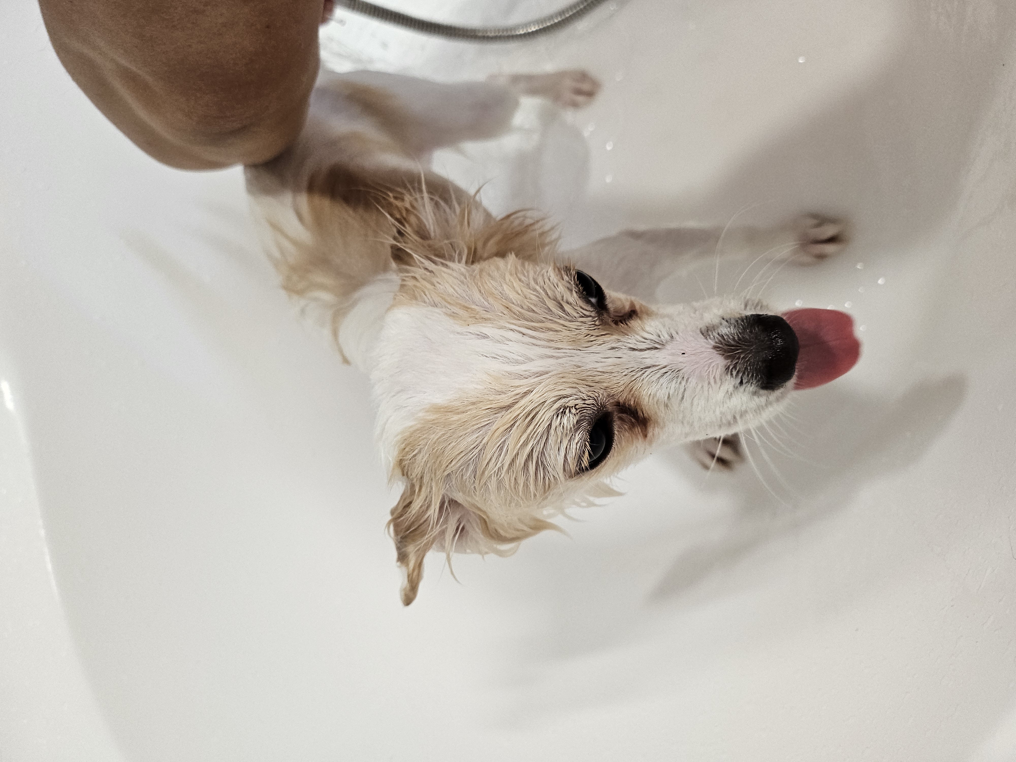 임보 중인 샛별이 2달 이야기