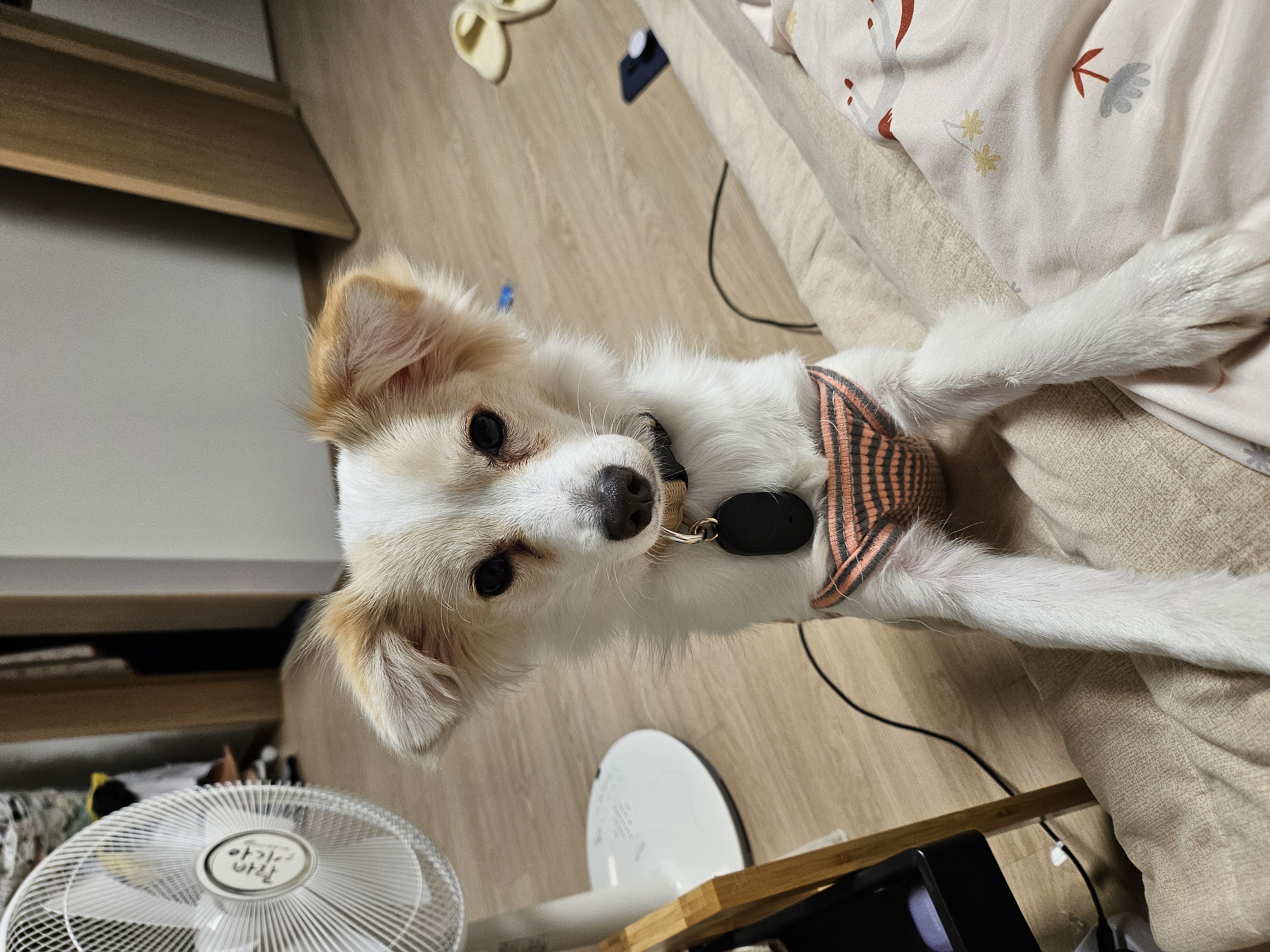 임보 중인 샛별이 2달 이야기