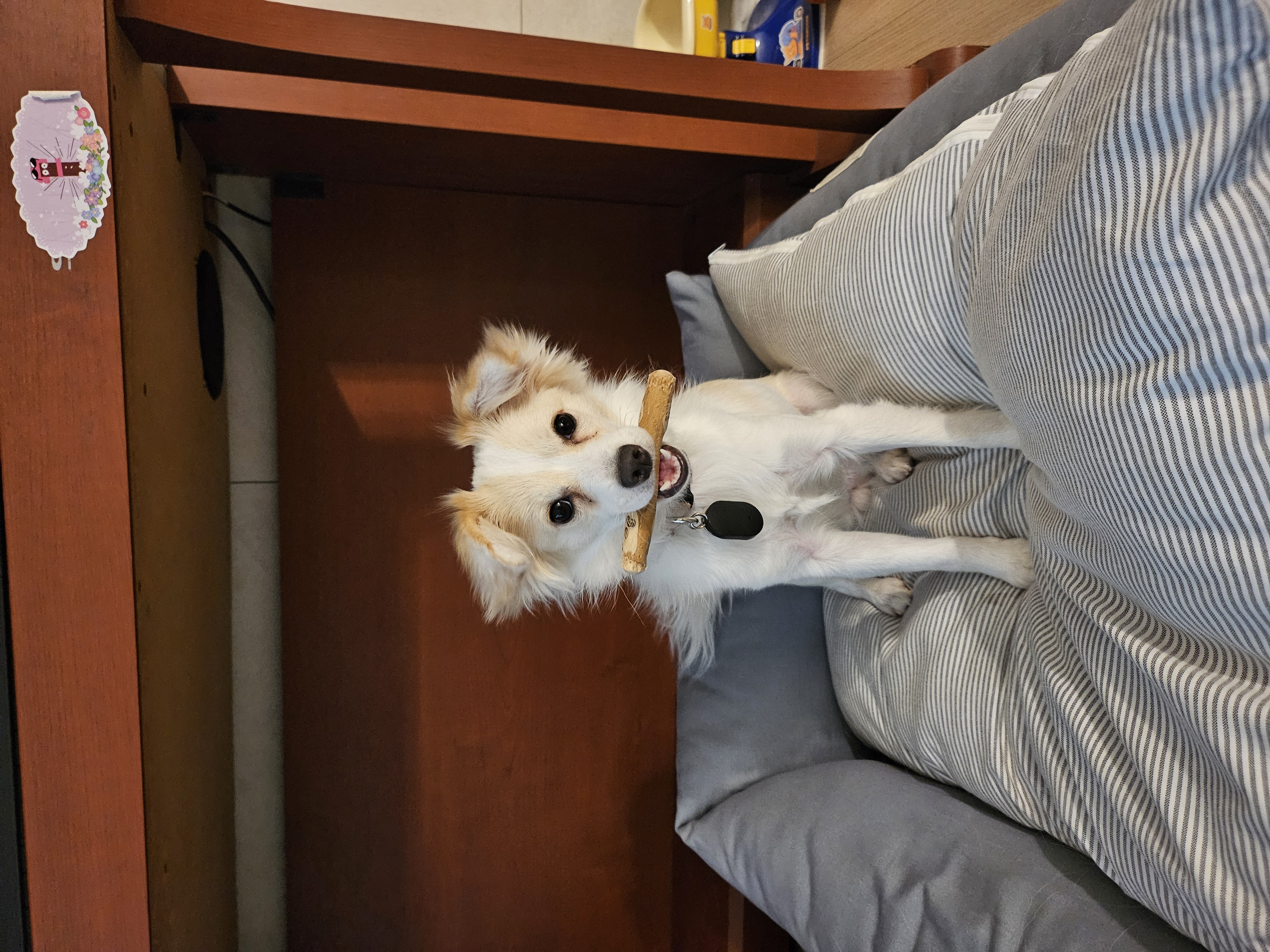 임보 중인 샛별이 2달 이야기