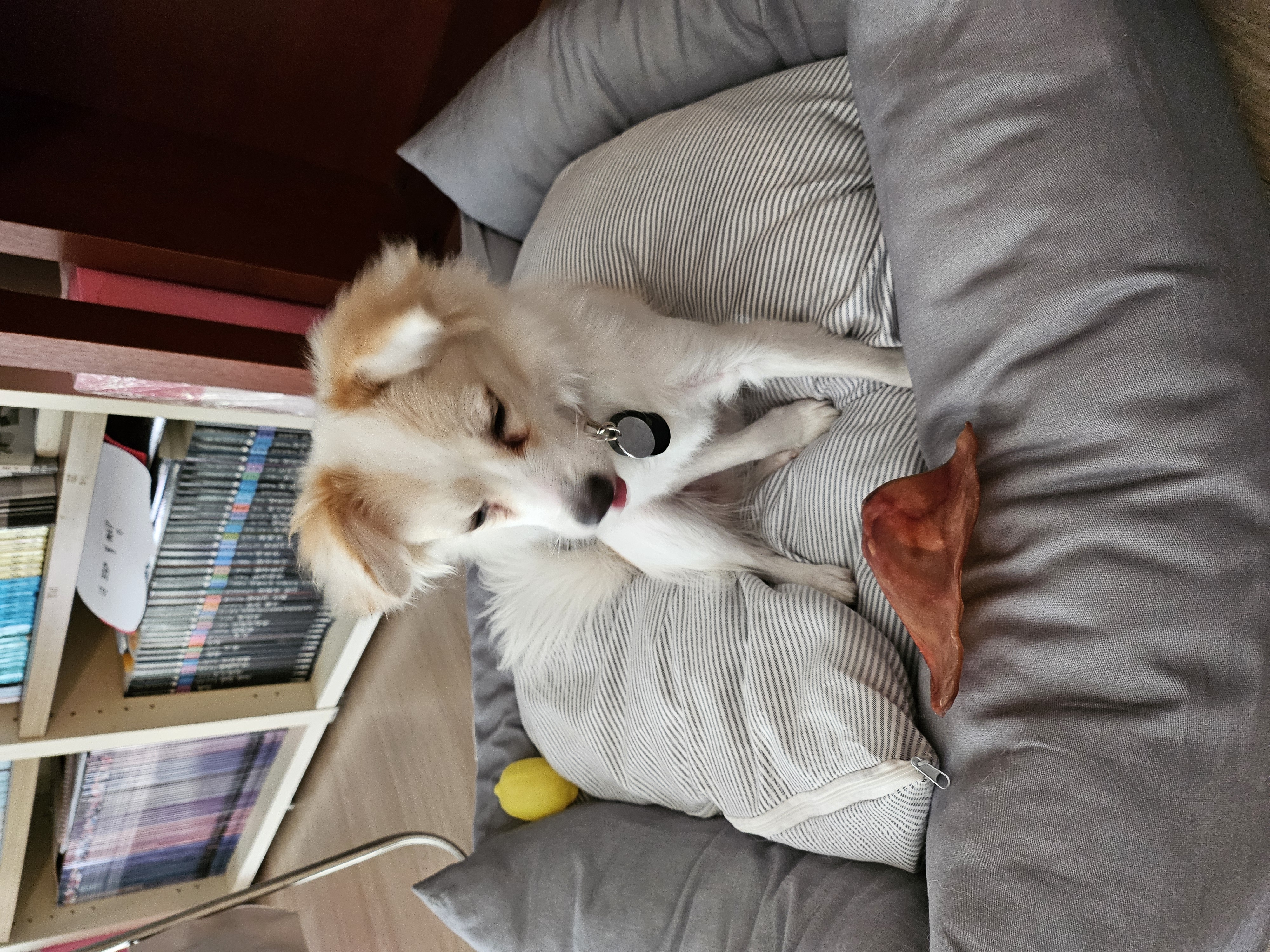 임보 중인 샛별이 2달 이야기