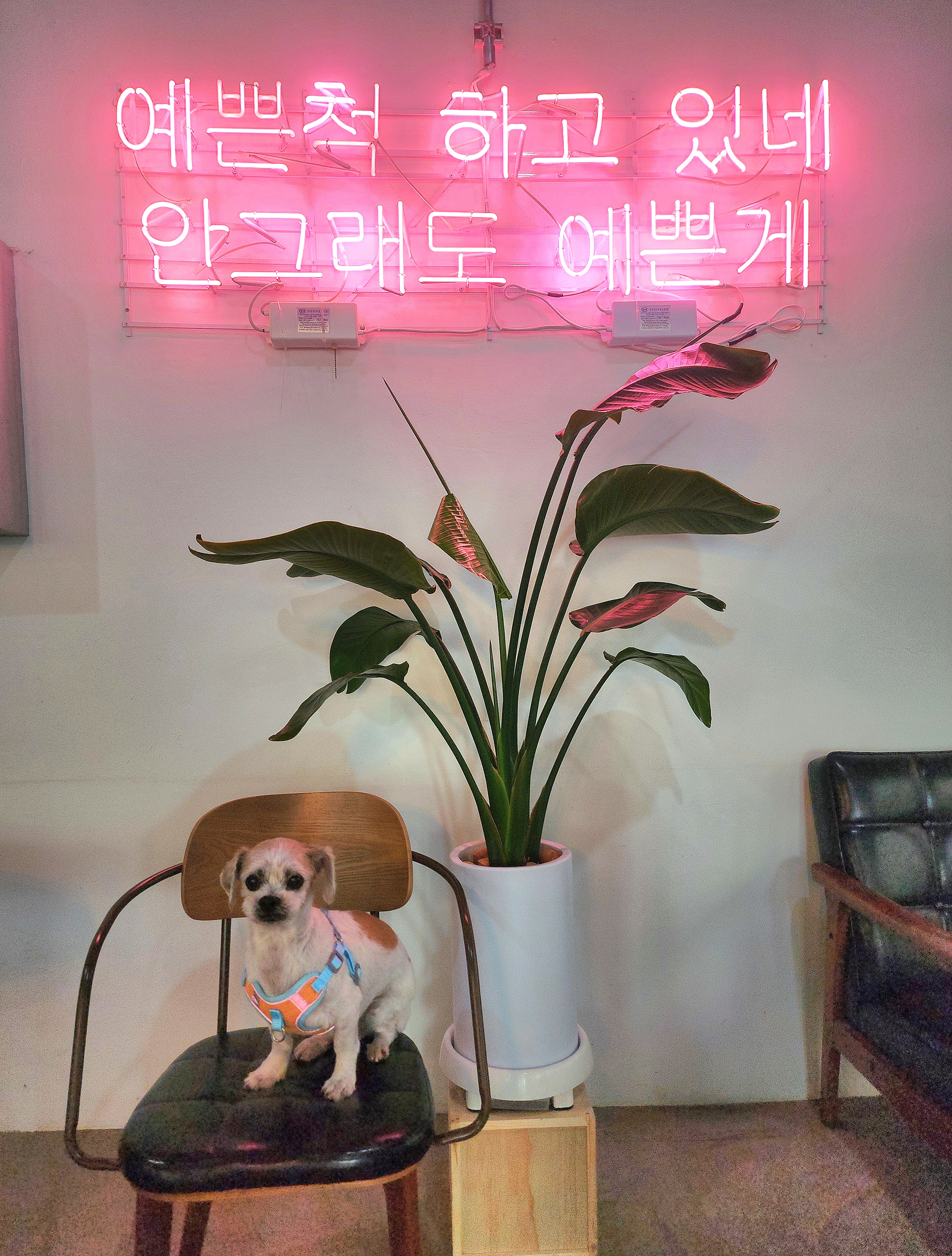 오랜 보호소 생활 끝에 임보한 착한이 ~~