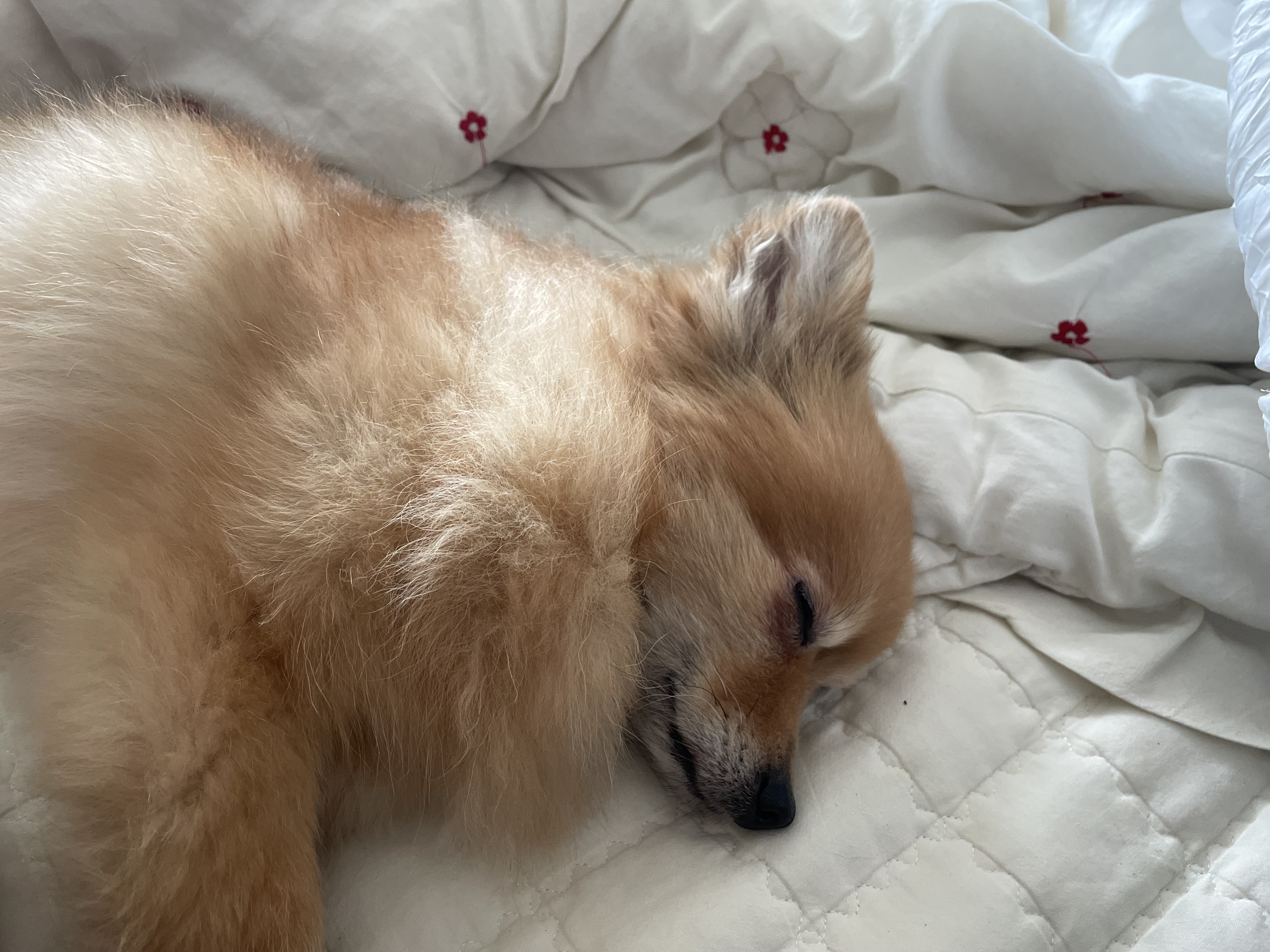 티거(곤지암-워터) 벌써 3년됐네요~