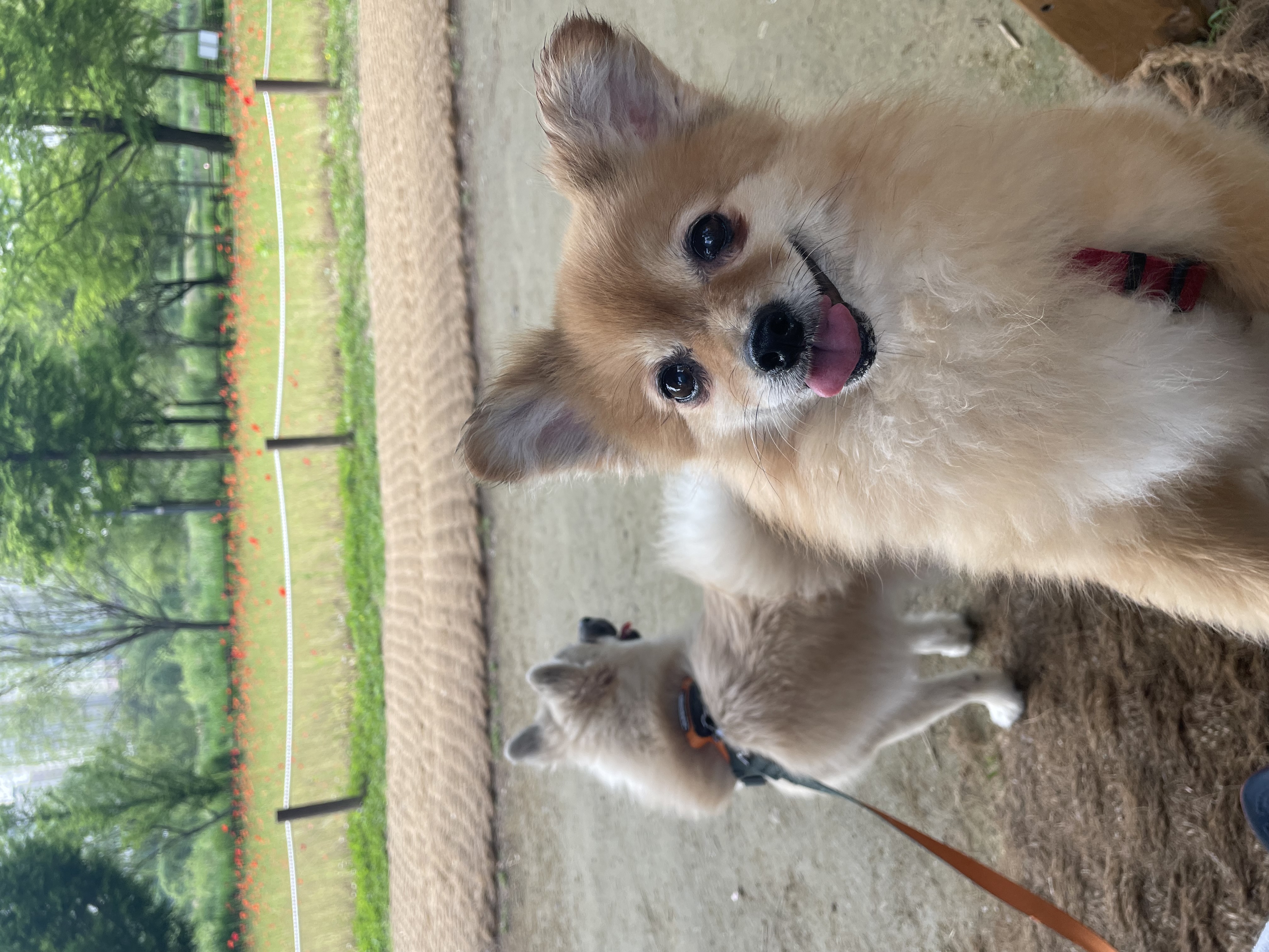 티거(곤지암-워터) 벌써 3년됐네요~