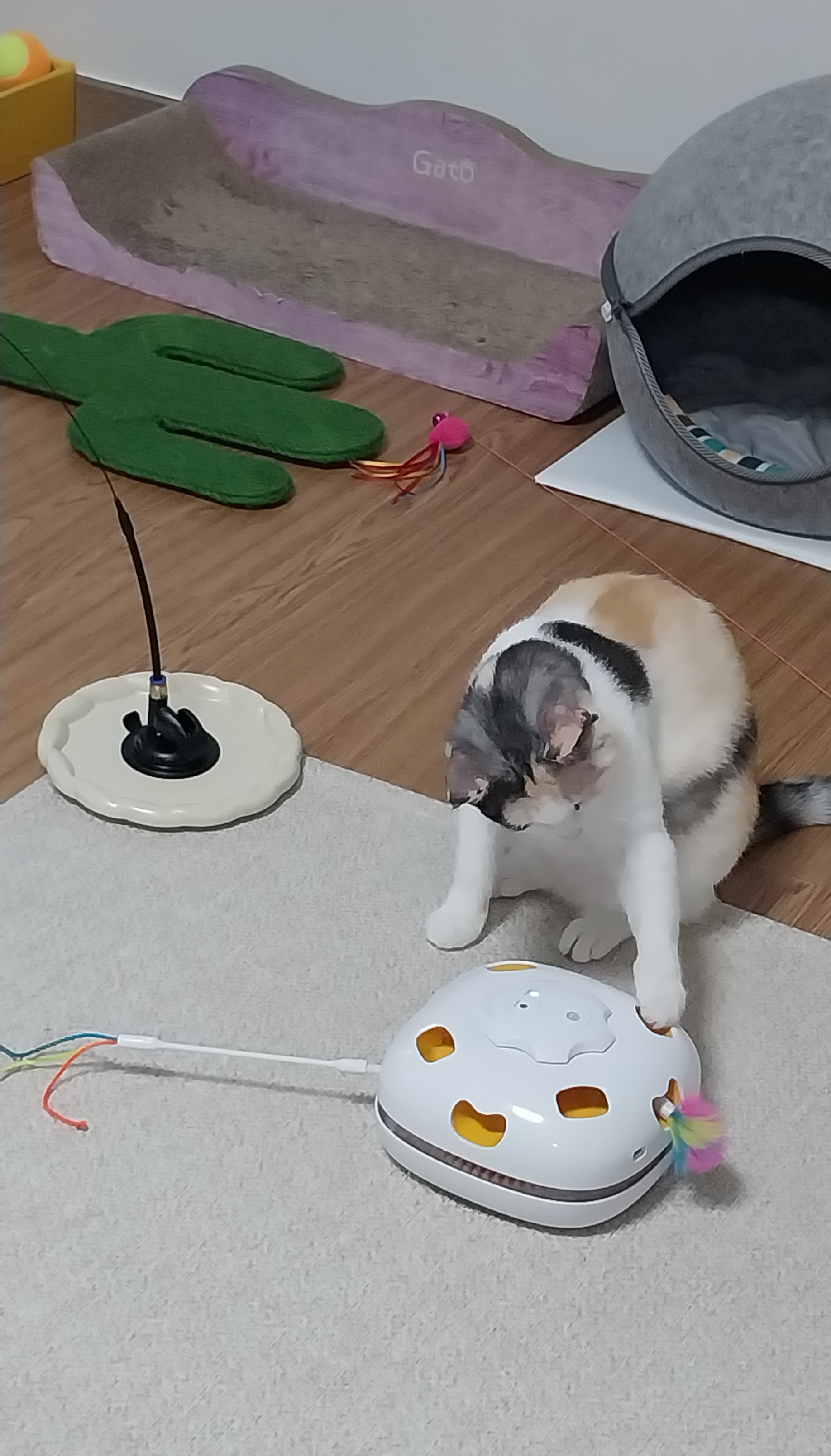 기특이(현 고은이) 입양 한달 후기