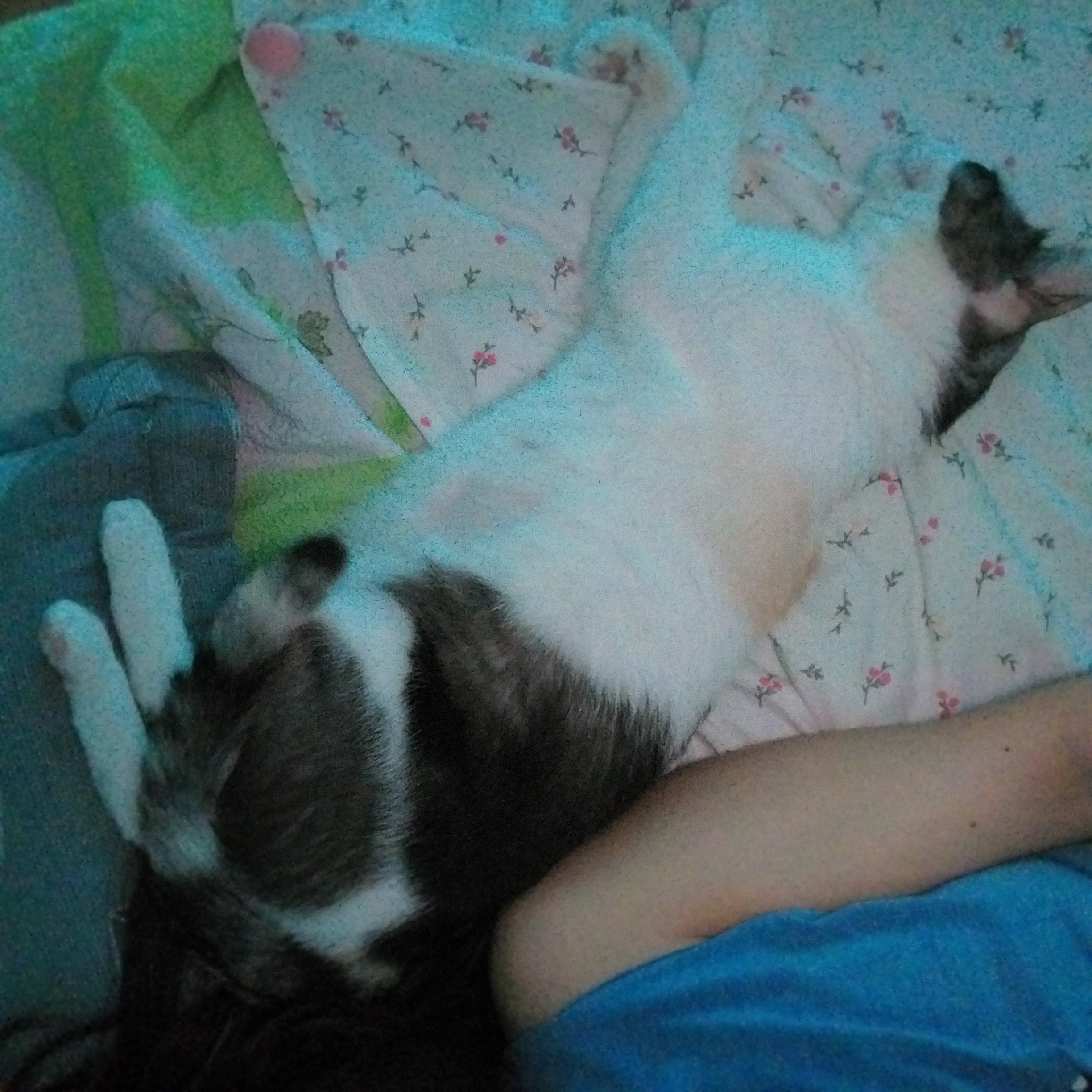 기특이(현 고은이) 입양 한달 후기