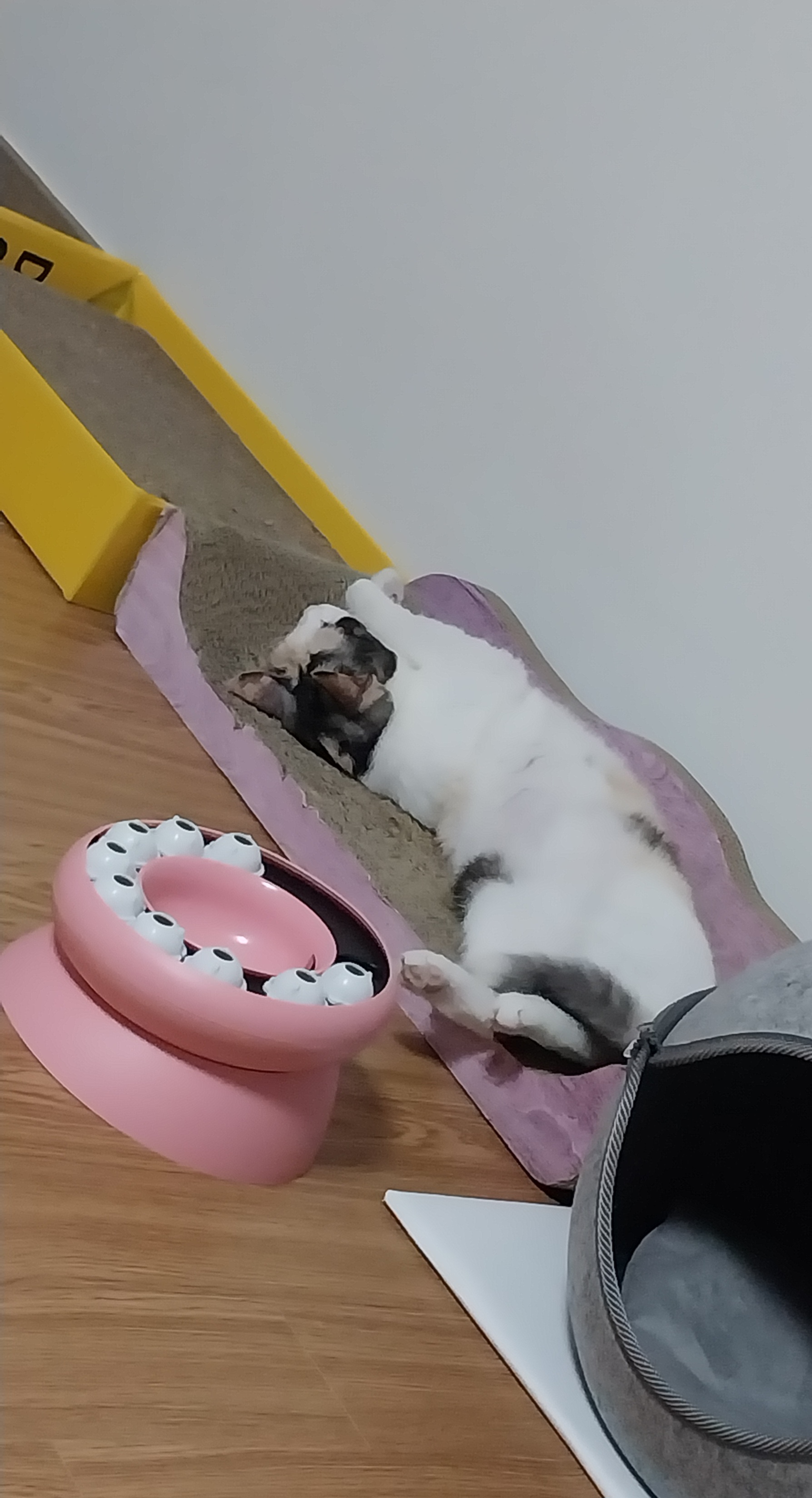 기특이(현 고은이) 입양 한달 후기