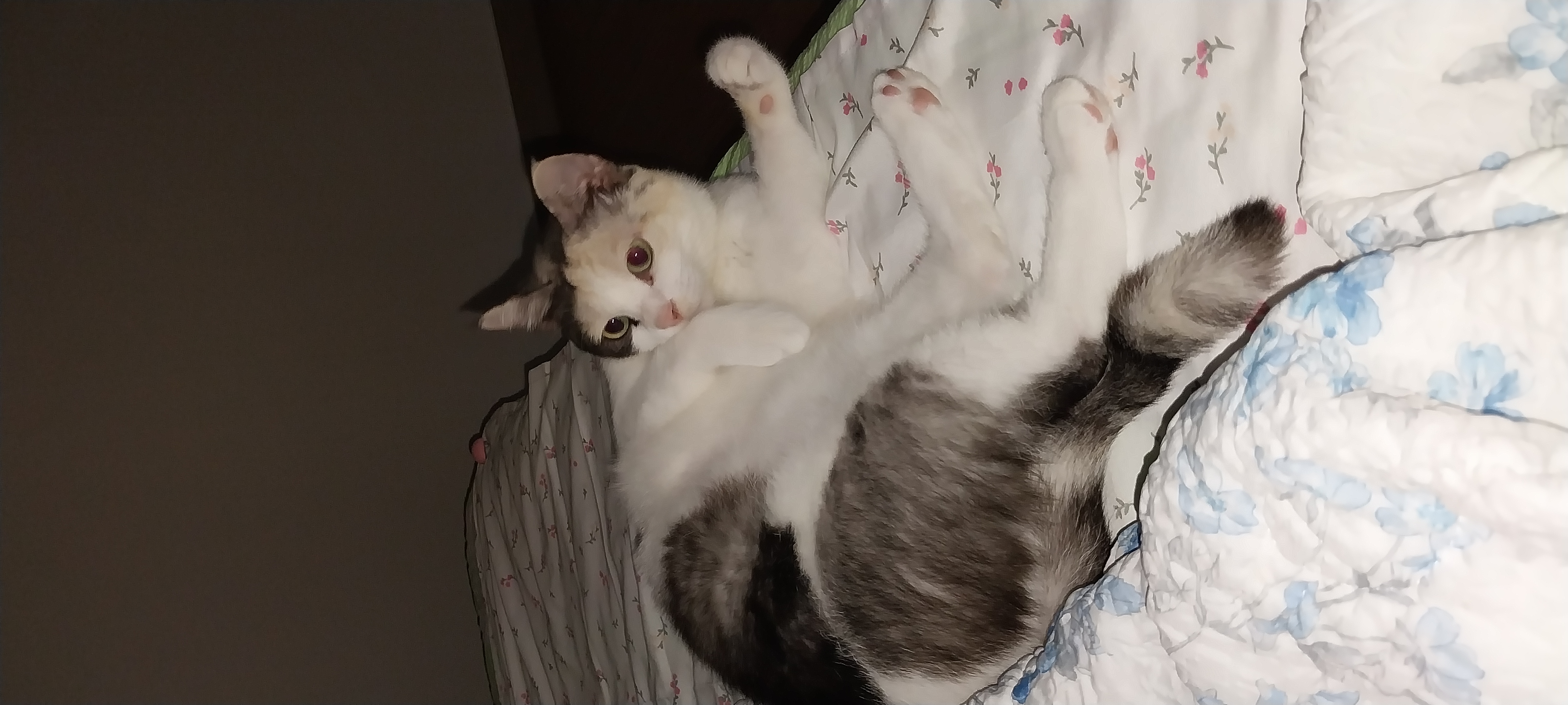 기특이(현 고은이) 입양 한달 후기