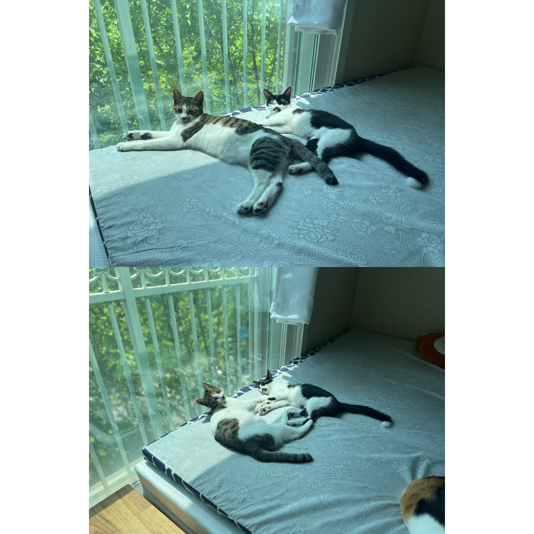 장미 입양 일주일 후기