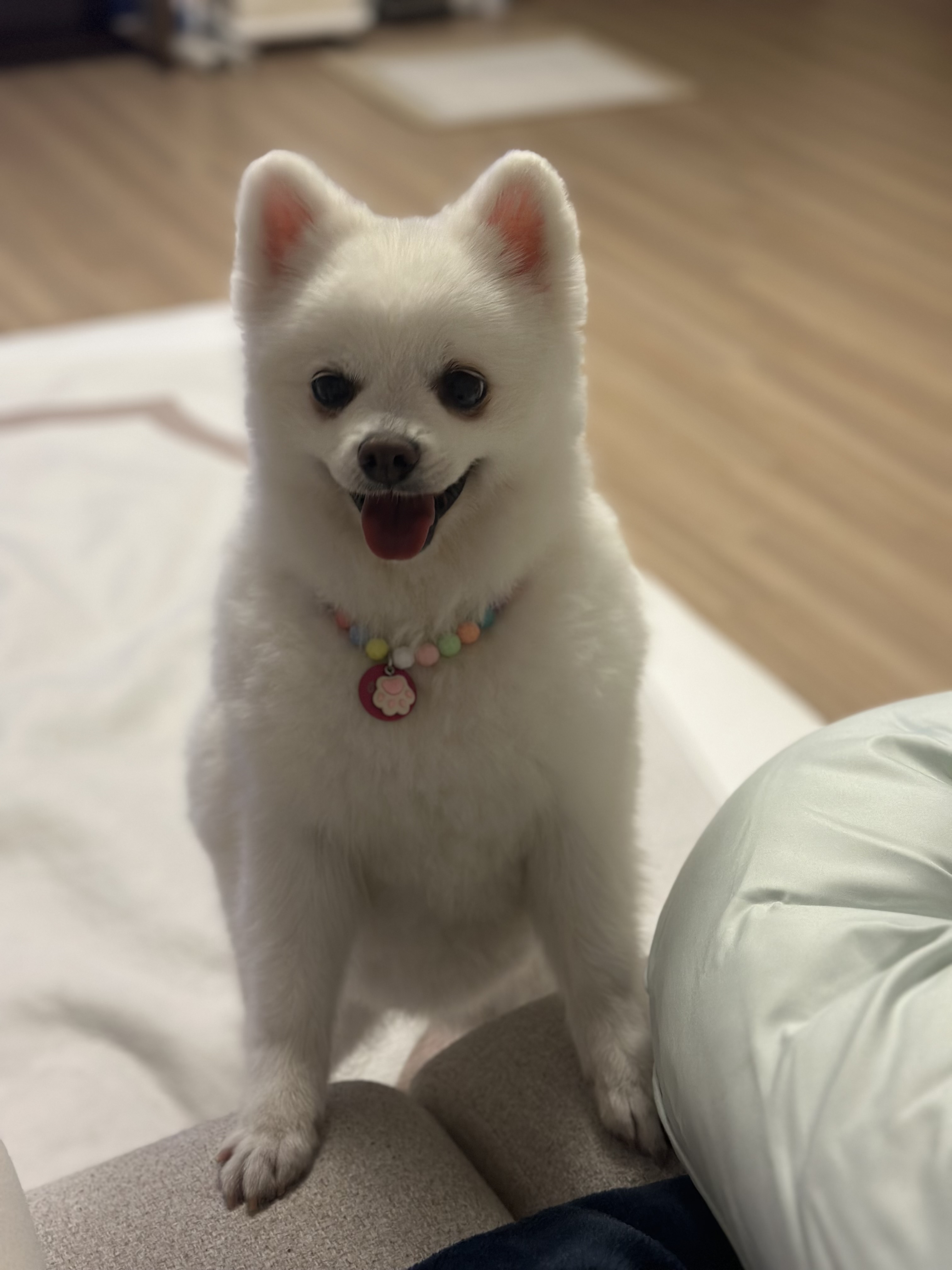 사랑스러운 하유가 저희집에 온지 일주일이 되었네요