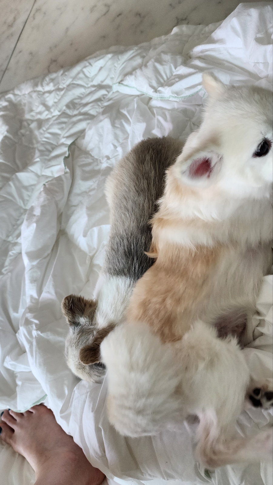 뽀노 임보일기 2 :)