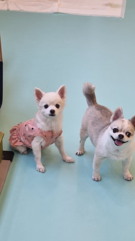 뽀노 임보일기 2 :)