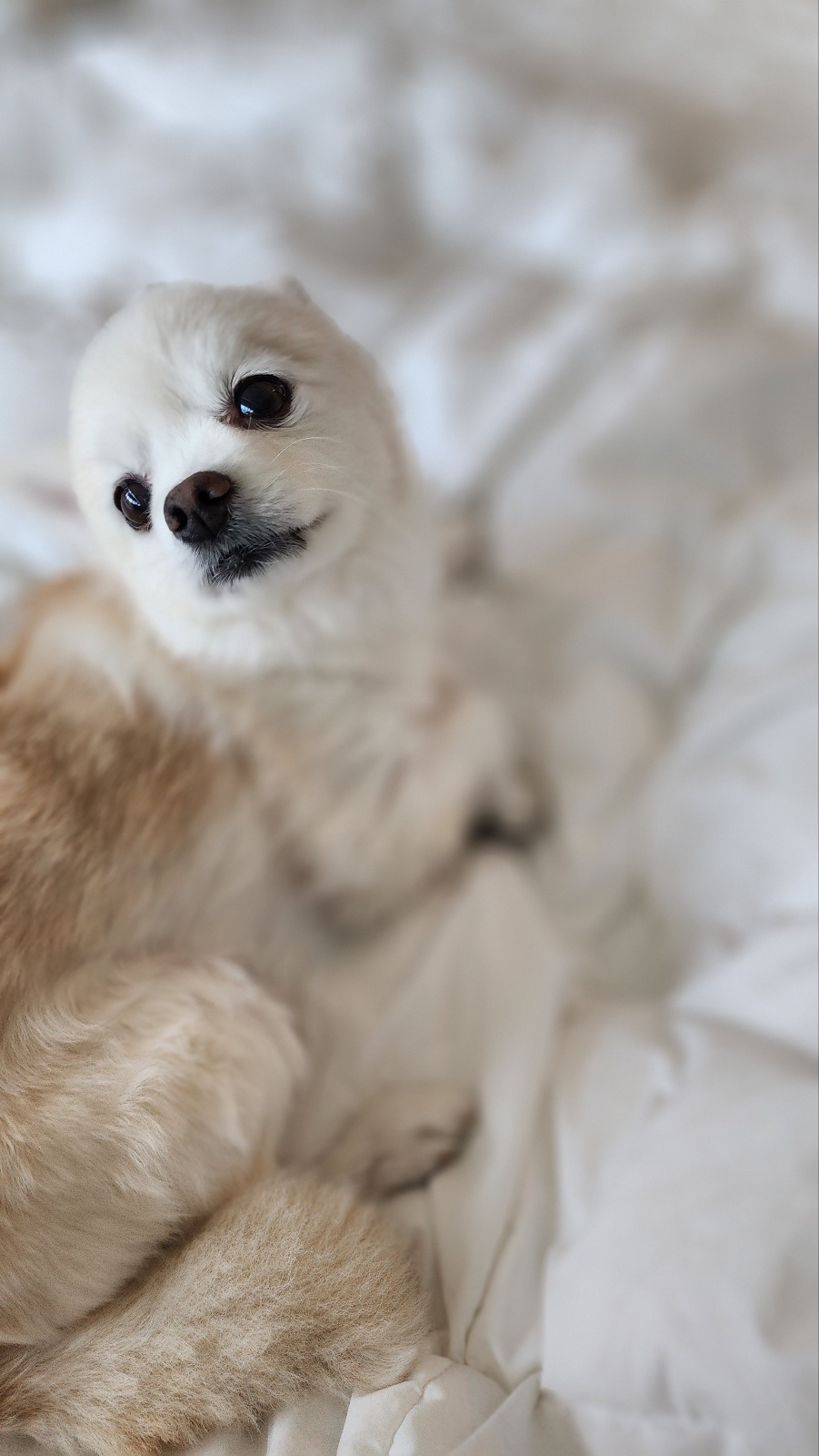 뽀노 임보일기 2 :)