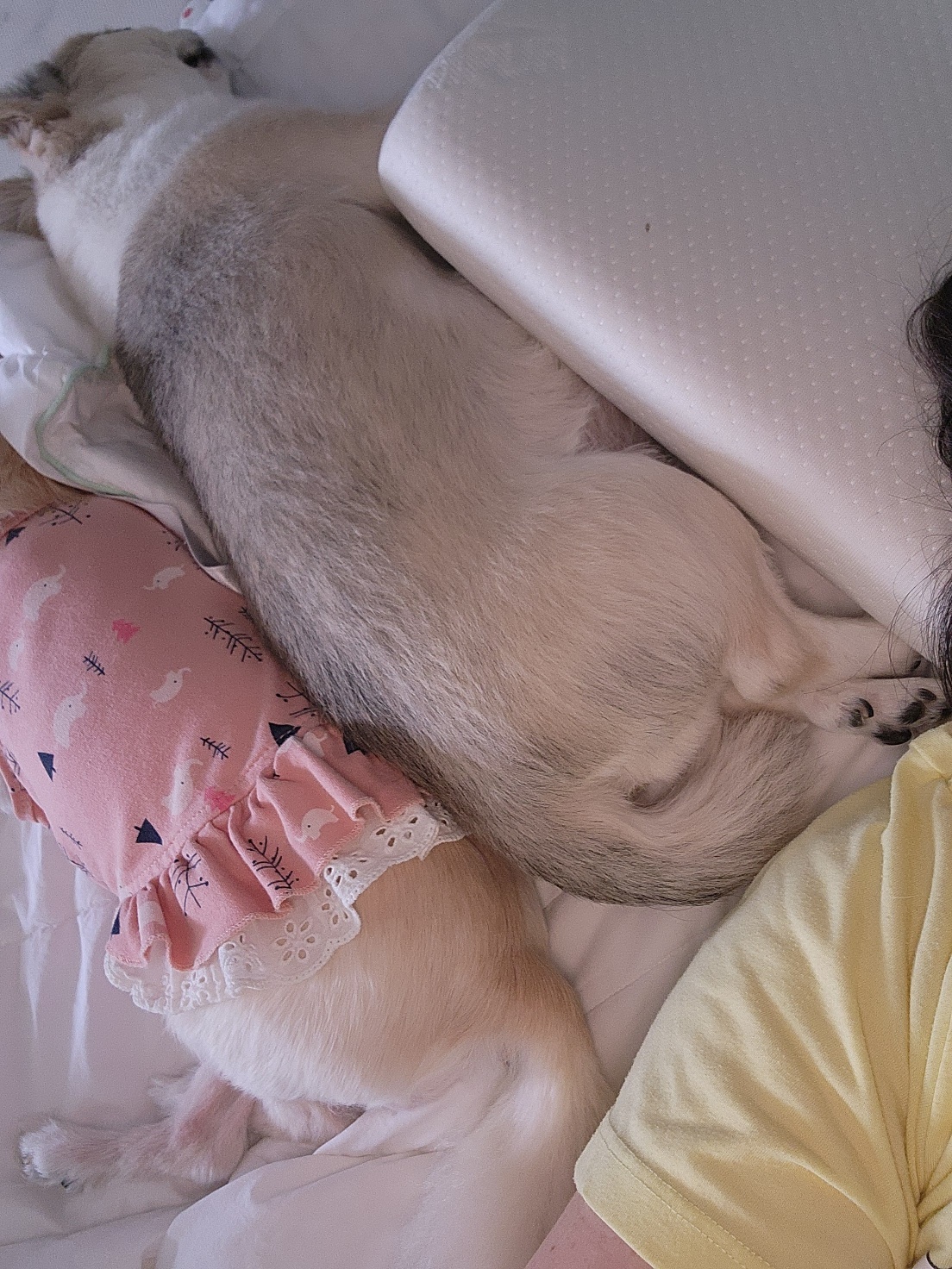 뽀노 임보일기 2 :)