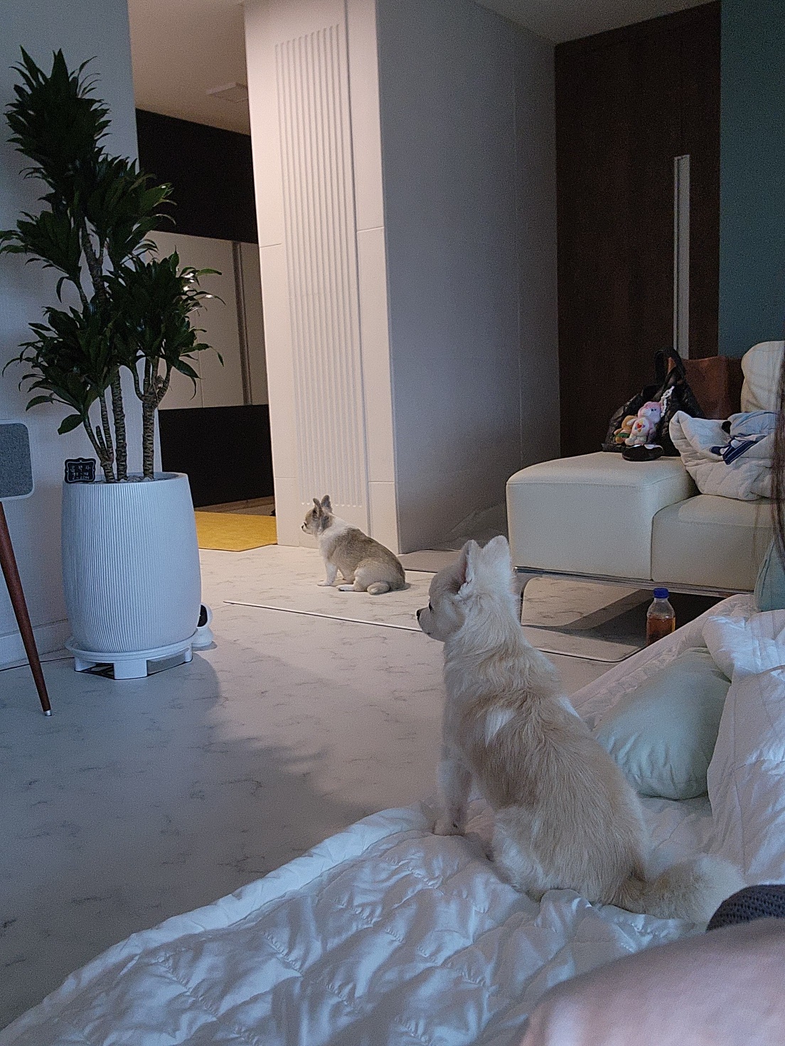 뽀노 임보일기 2 :)