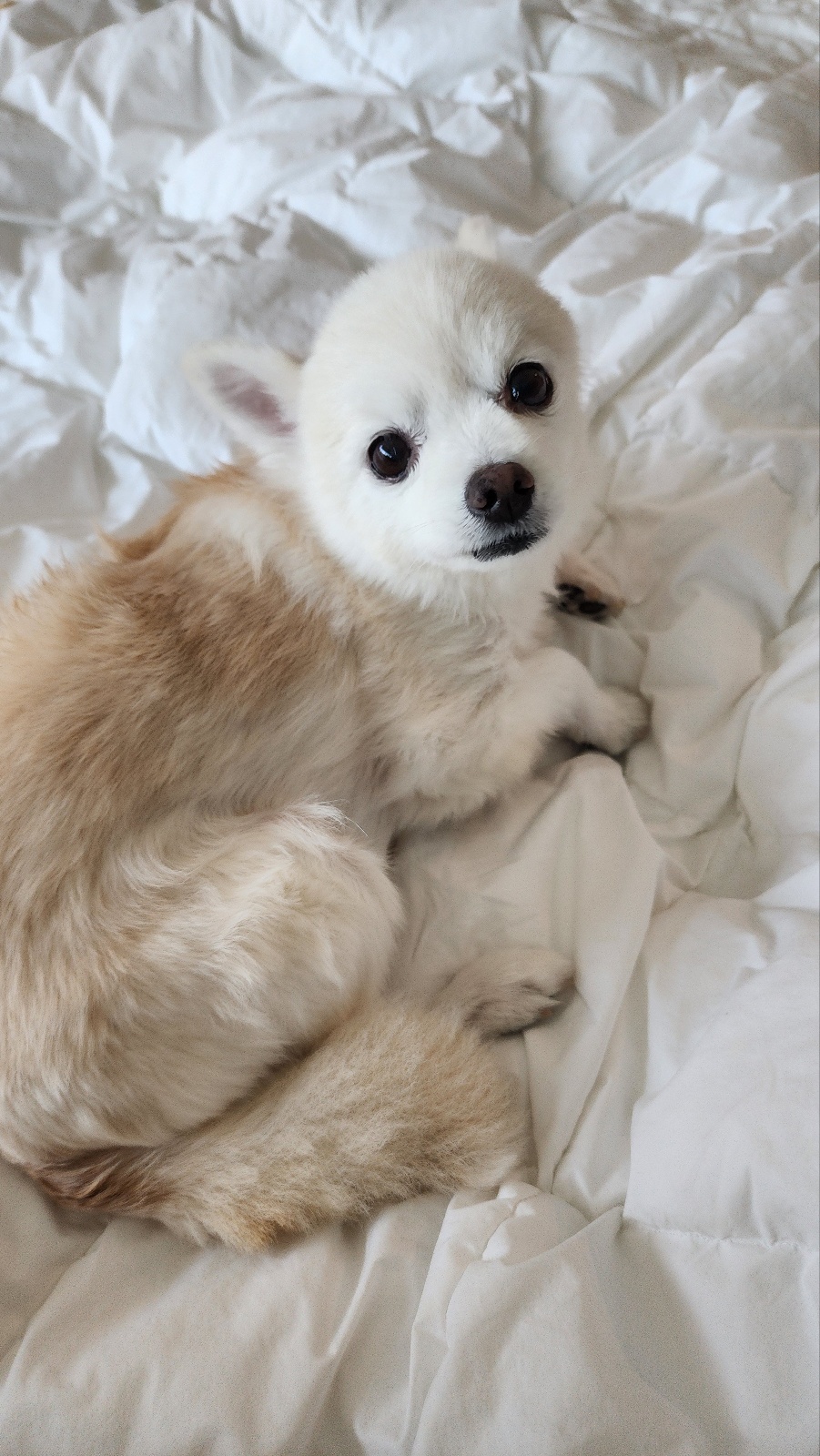 뽀노 임보일기 2 :)