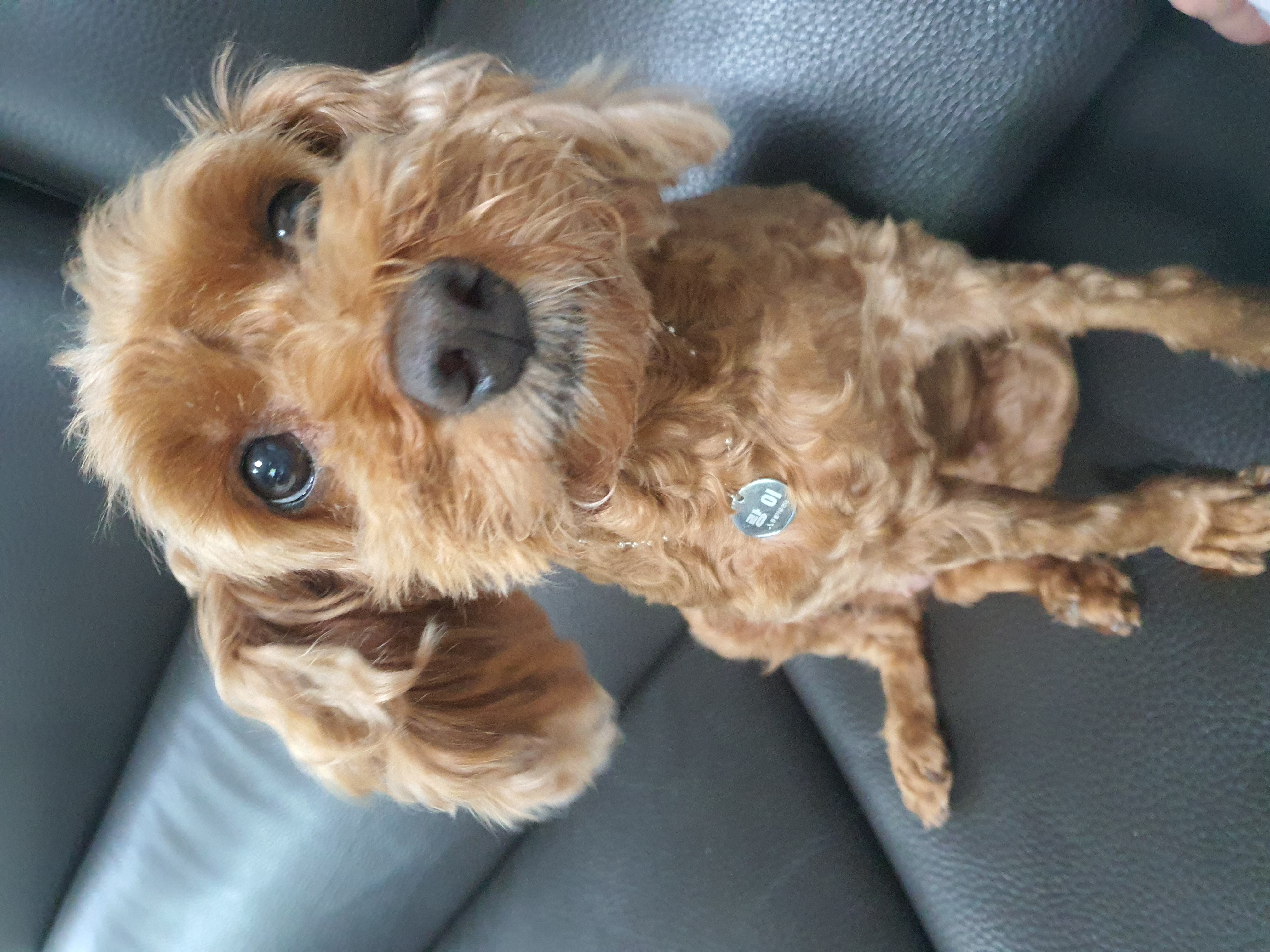 랑이(골푸) 입양 후기