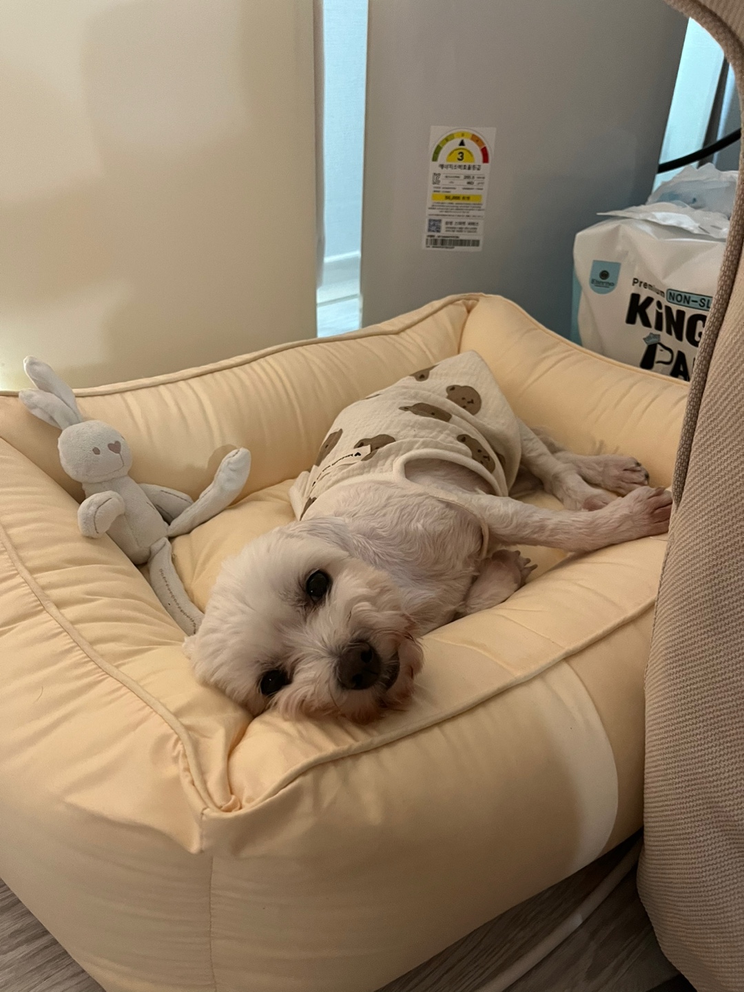 뽀또(하즈) 3달차 인사드리러 왔어요^^