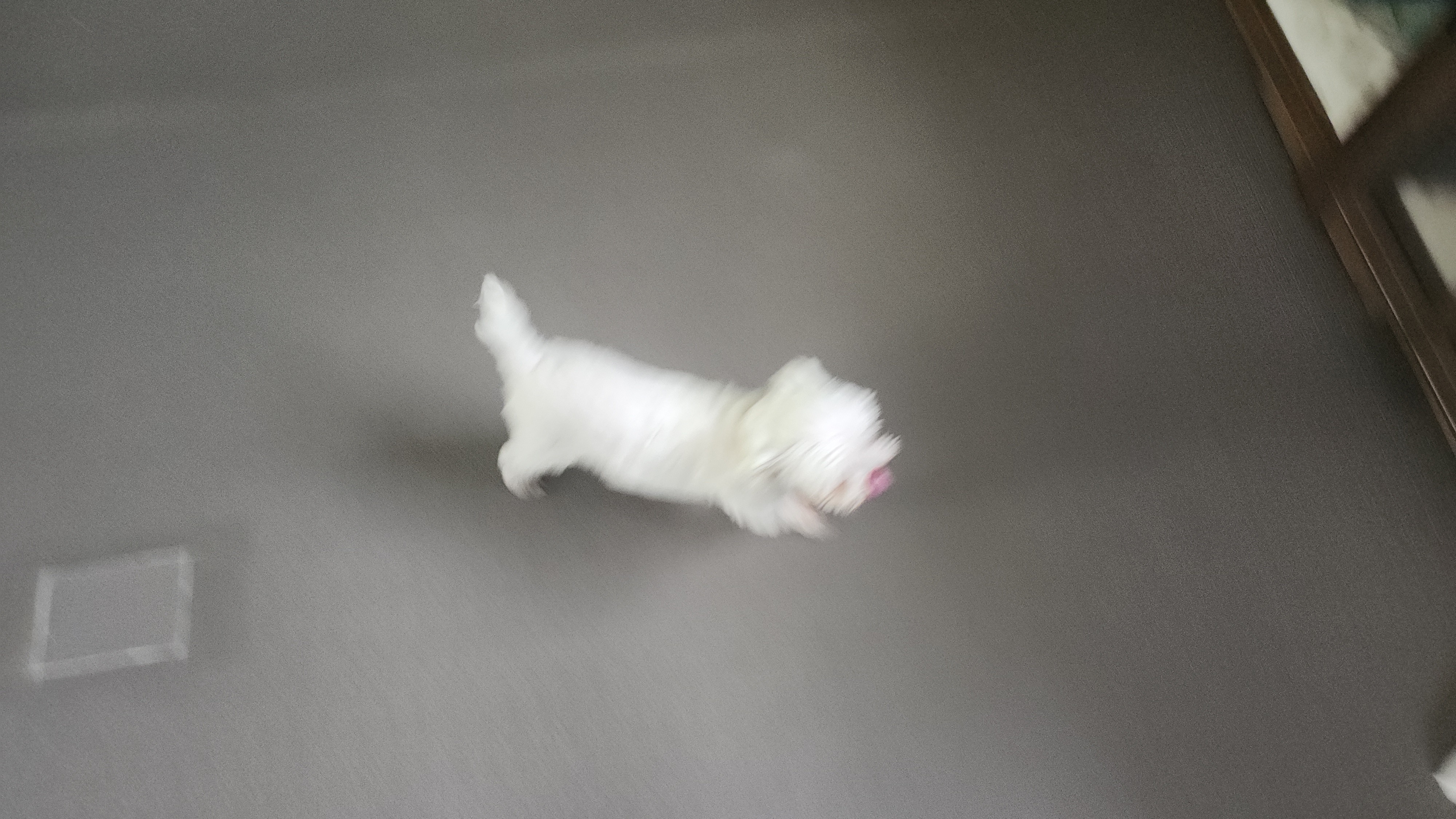 예티임보 1개월차 후기