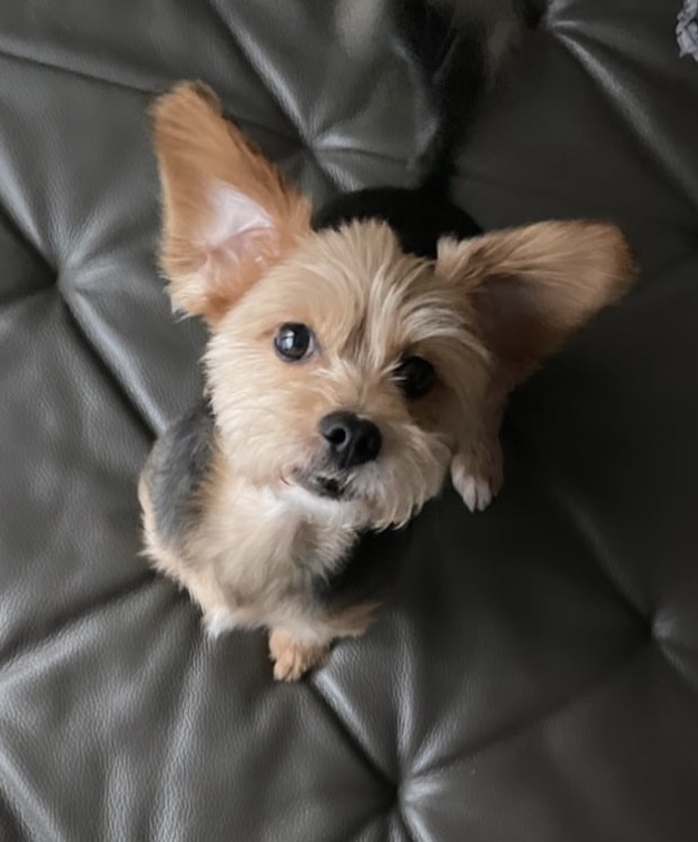 입양 6년차 순심이❤️