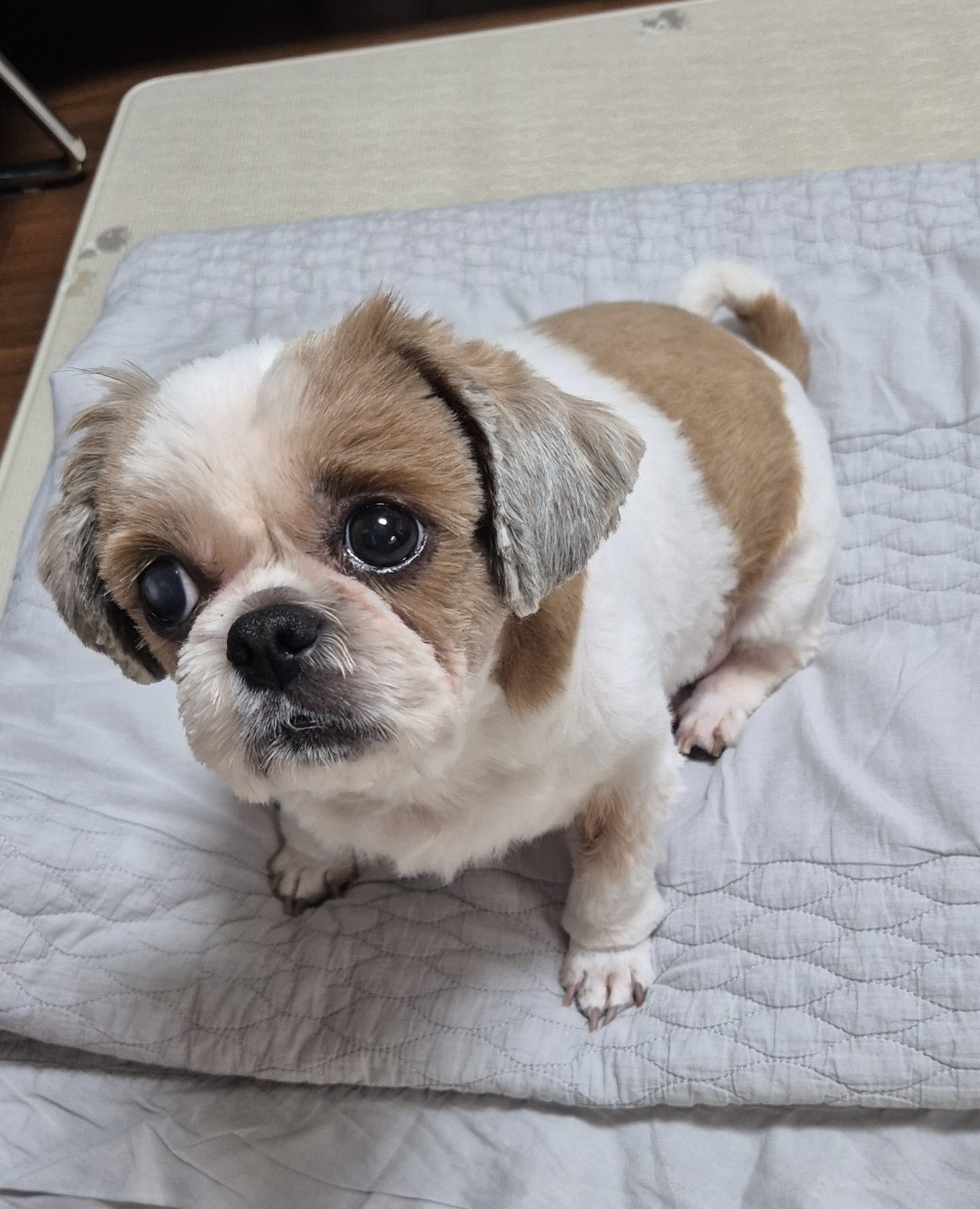 금순(구_용순) 입양 후 소식