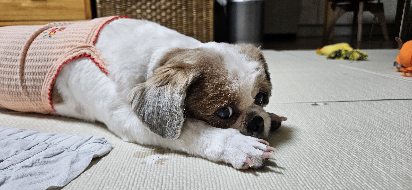 금순(구_용순) 입양 후 소식