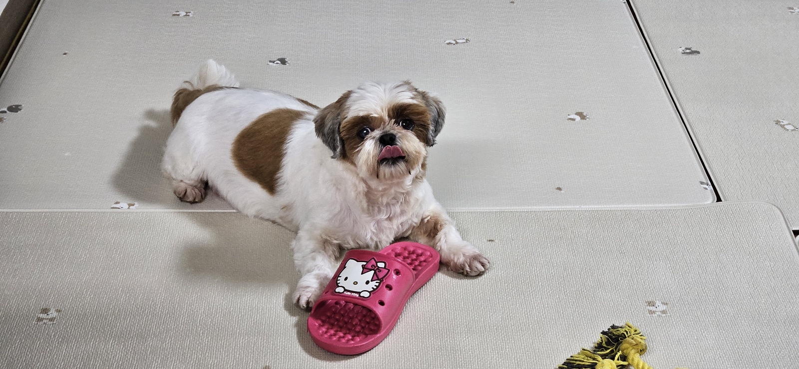 금순(구_용순) 입양 후 소식