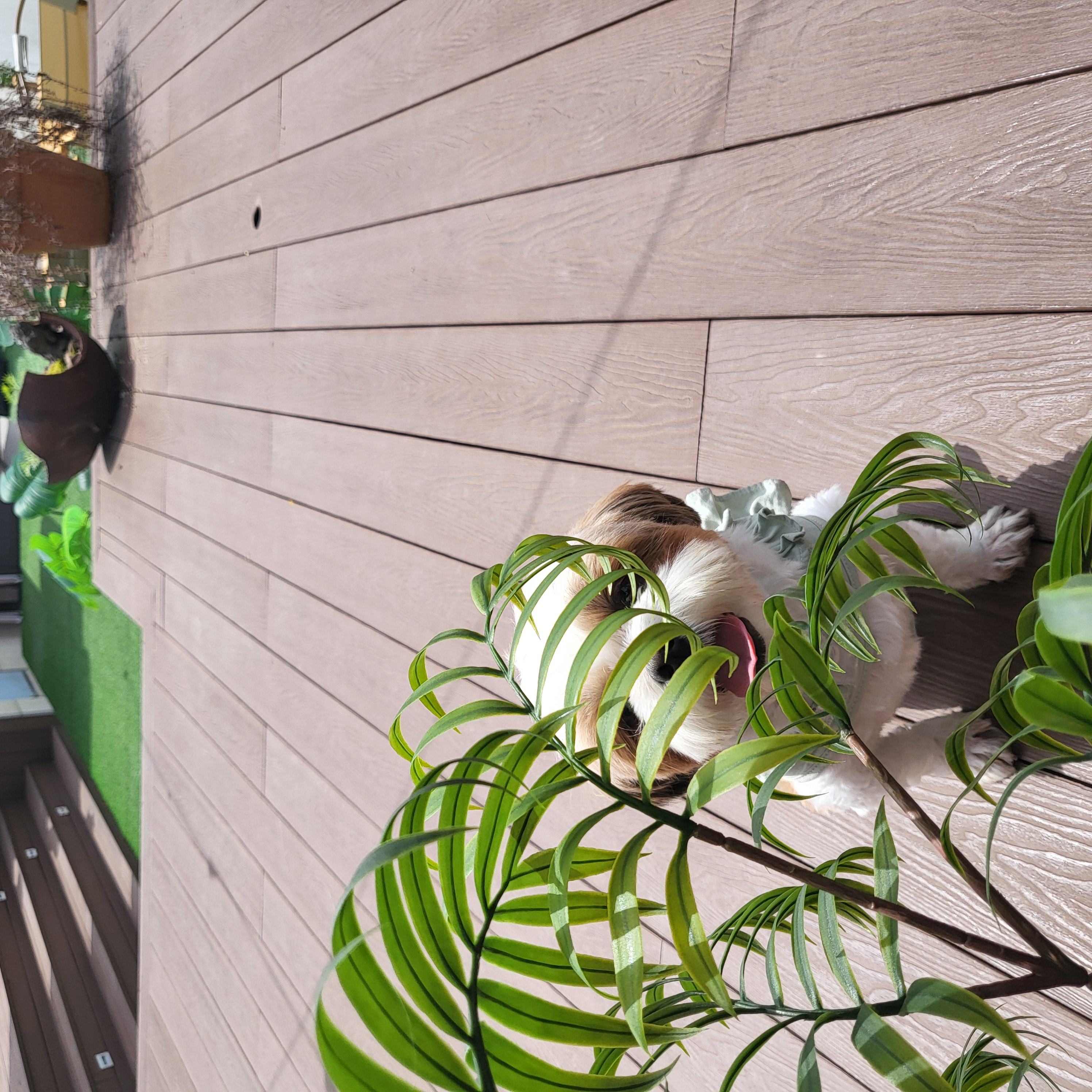 호두 (구 용용이) 