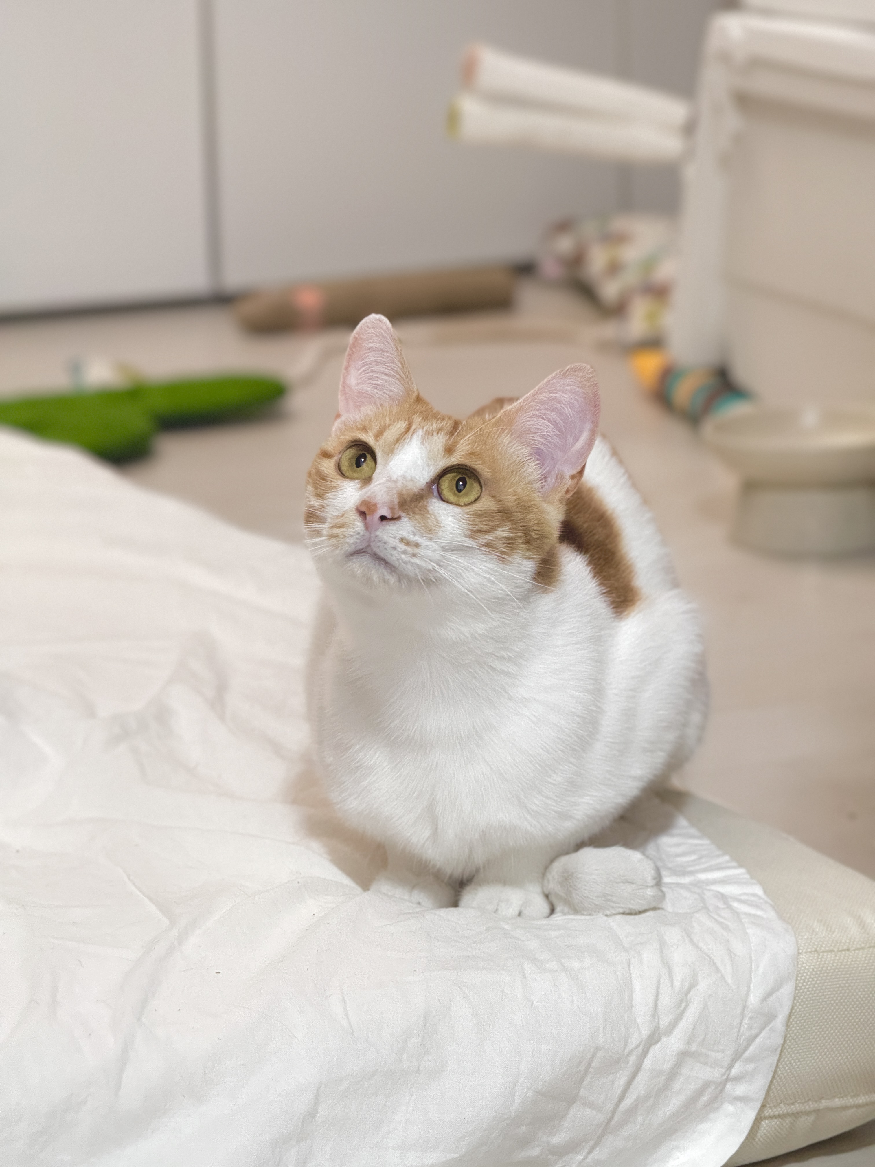 가족이 된 지 한 달이 지난 하루(윤슬이)의 모습