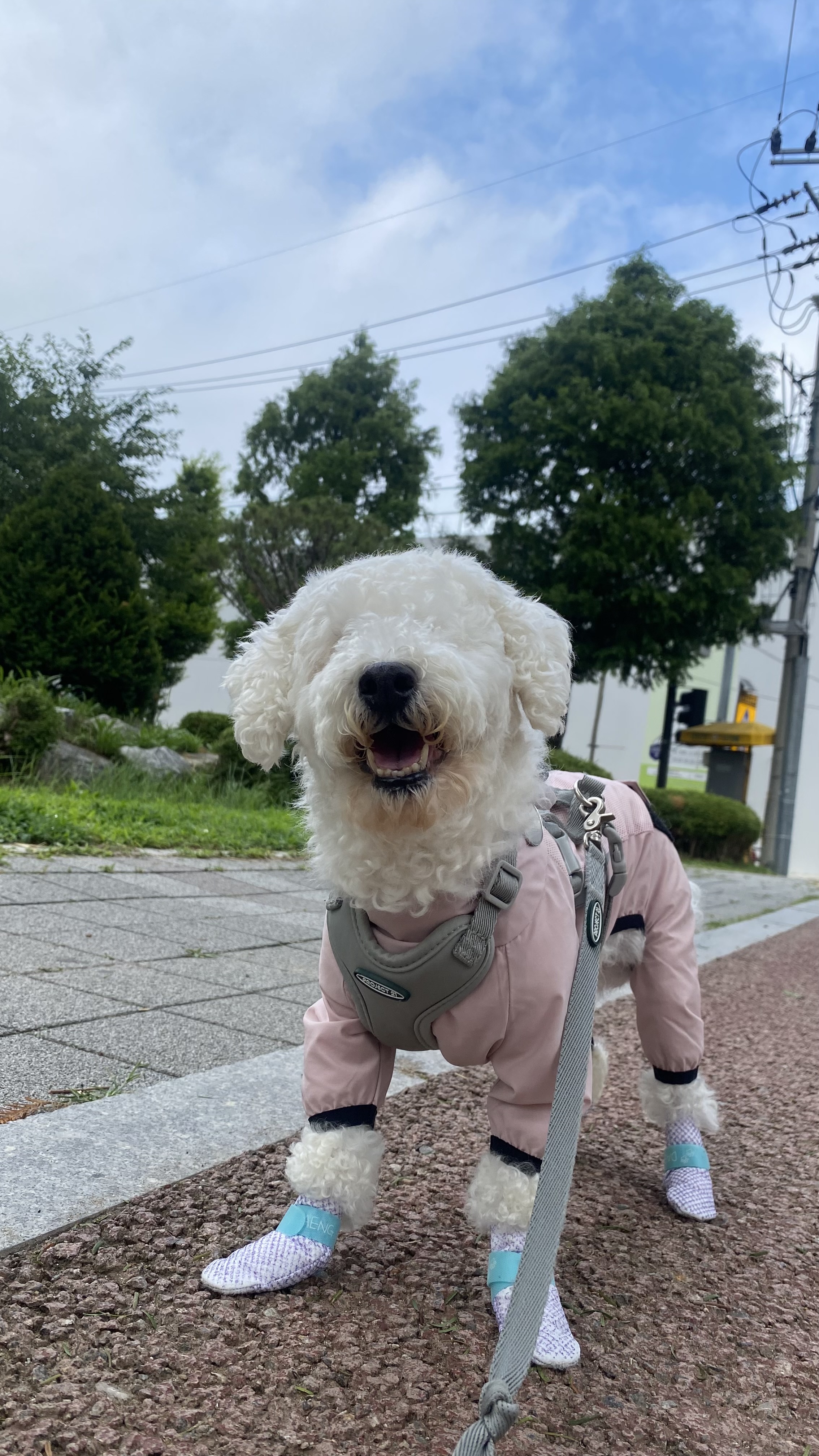 윤랑이의 입양3주년(곤지암_쟈스민)