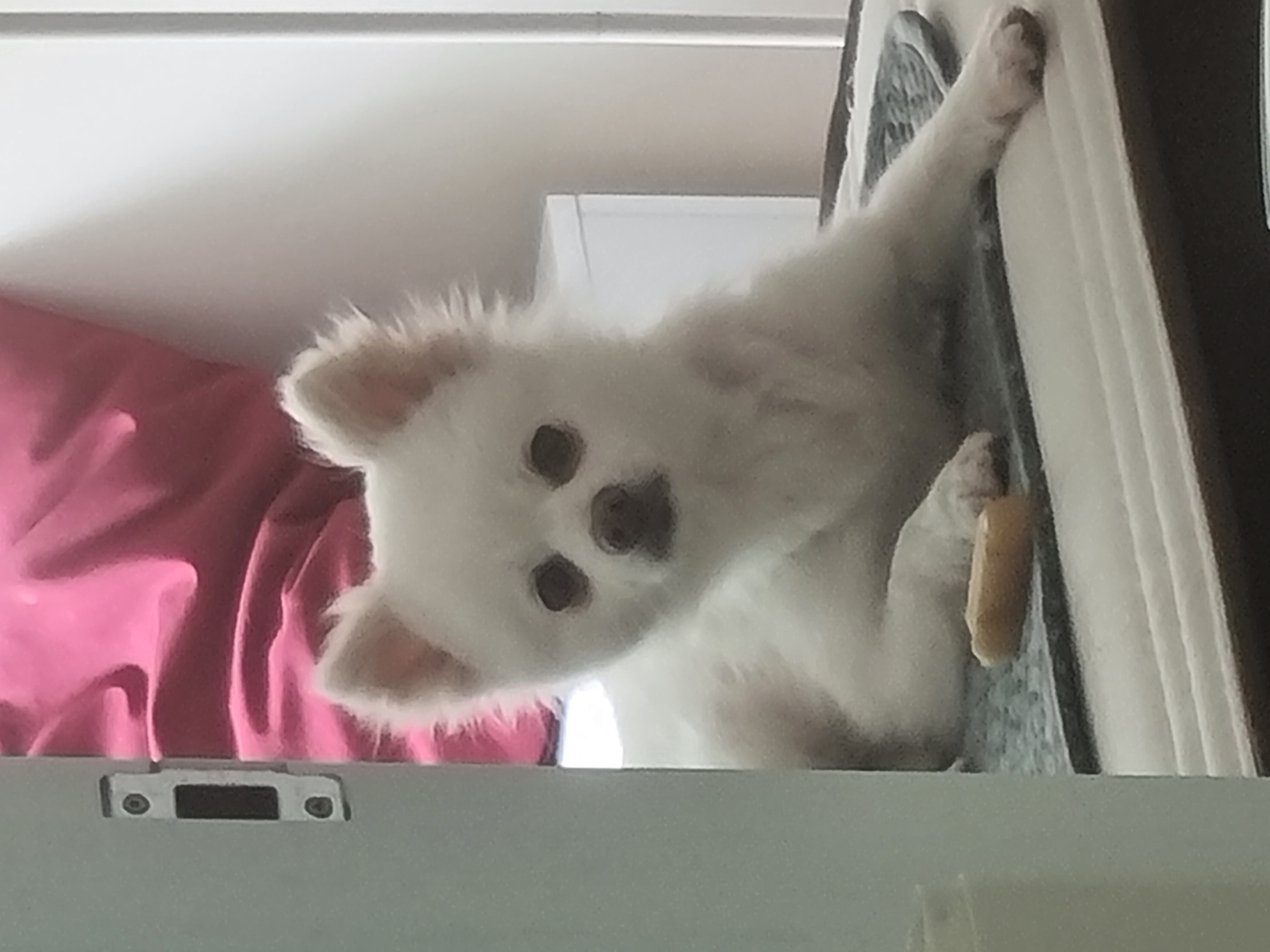 나리 한달 임보일기