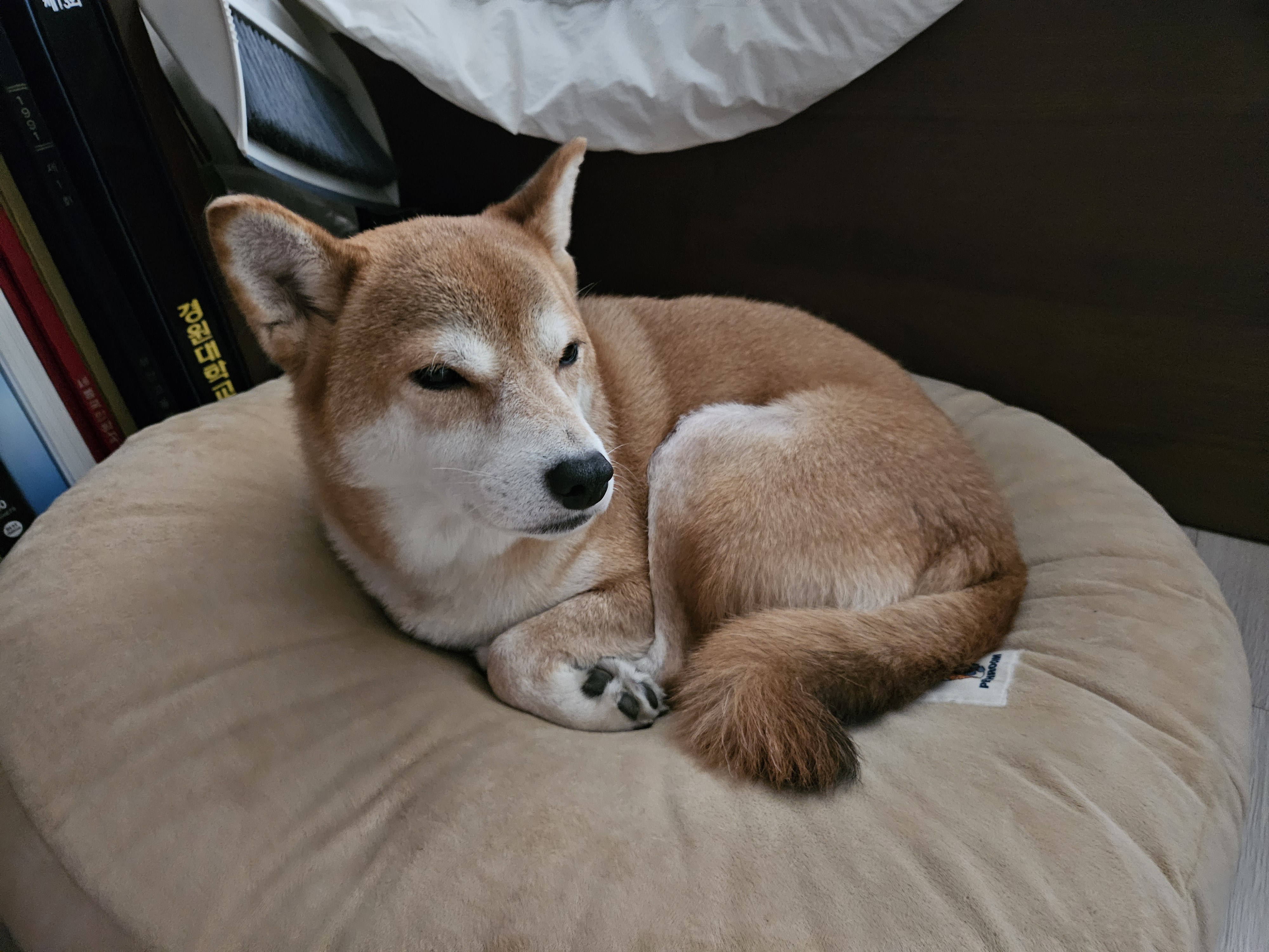 입양 3년차 보리