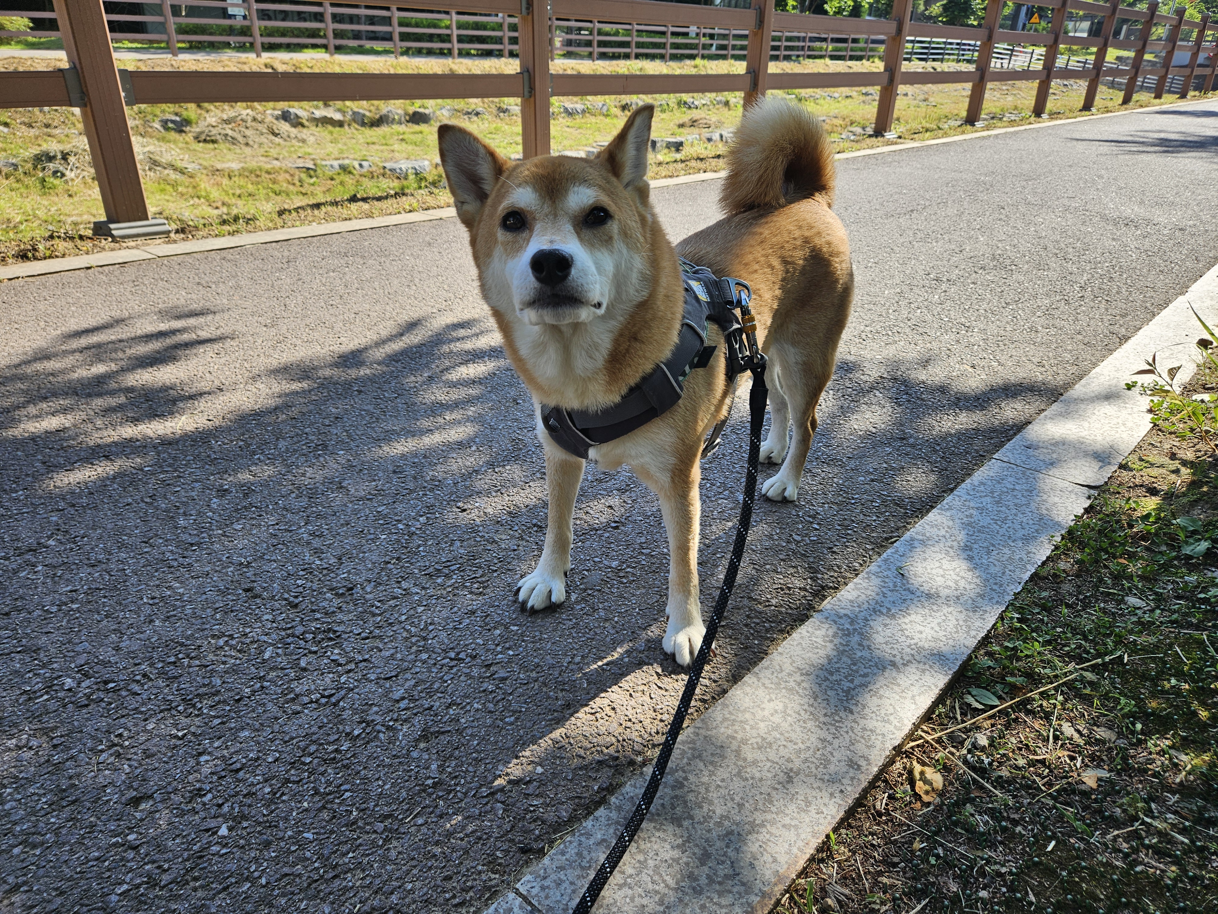 입양 3년차 보리