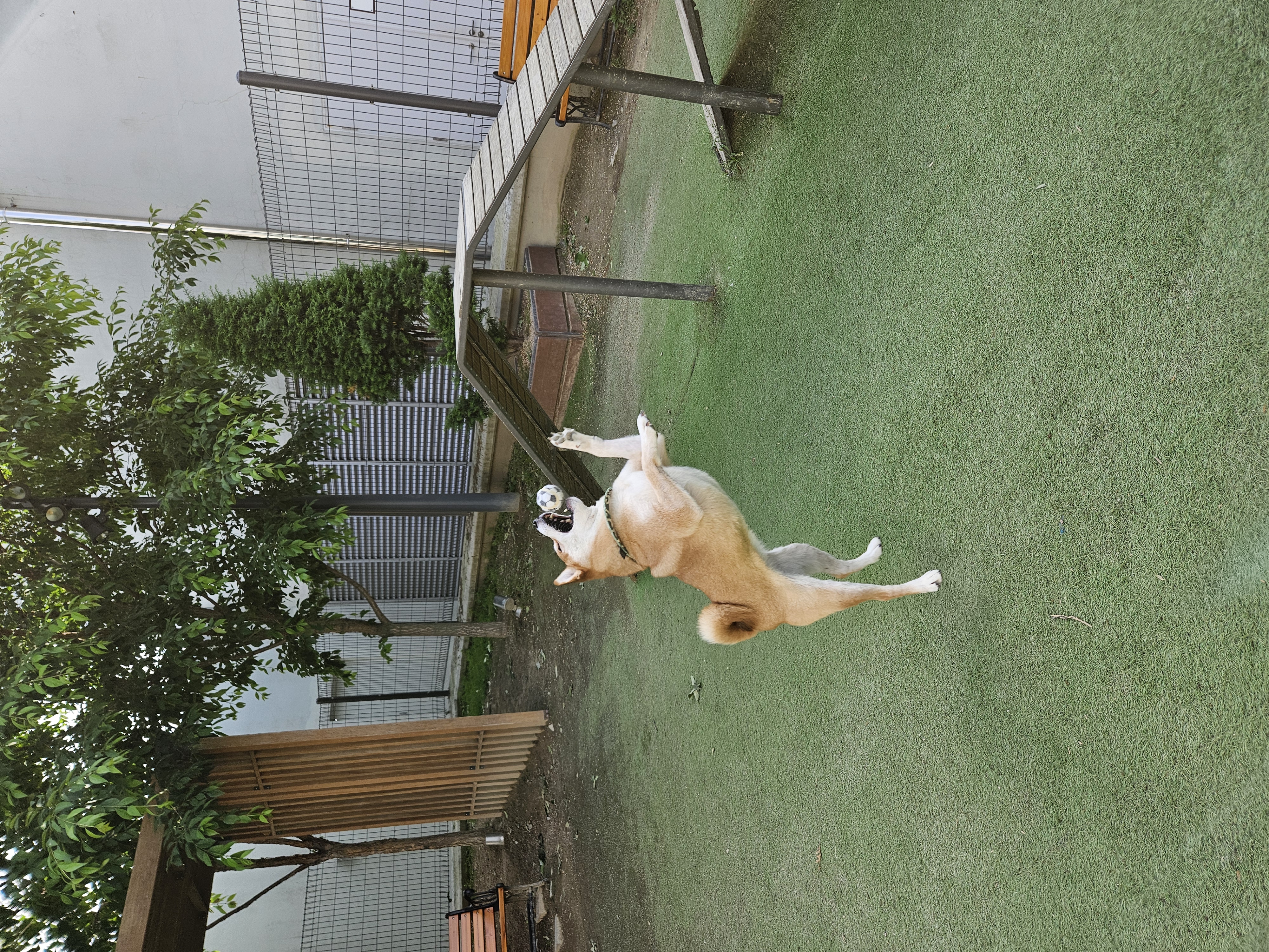 입양 3년차 보리