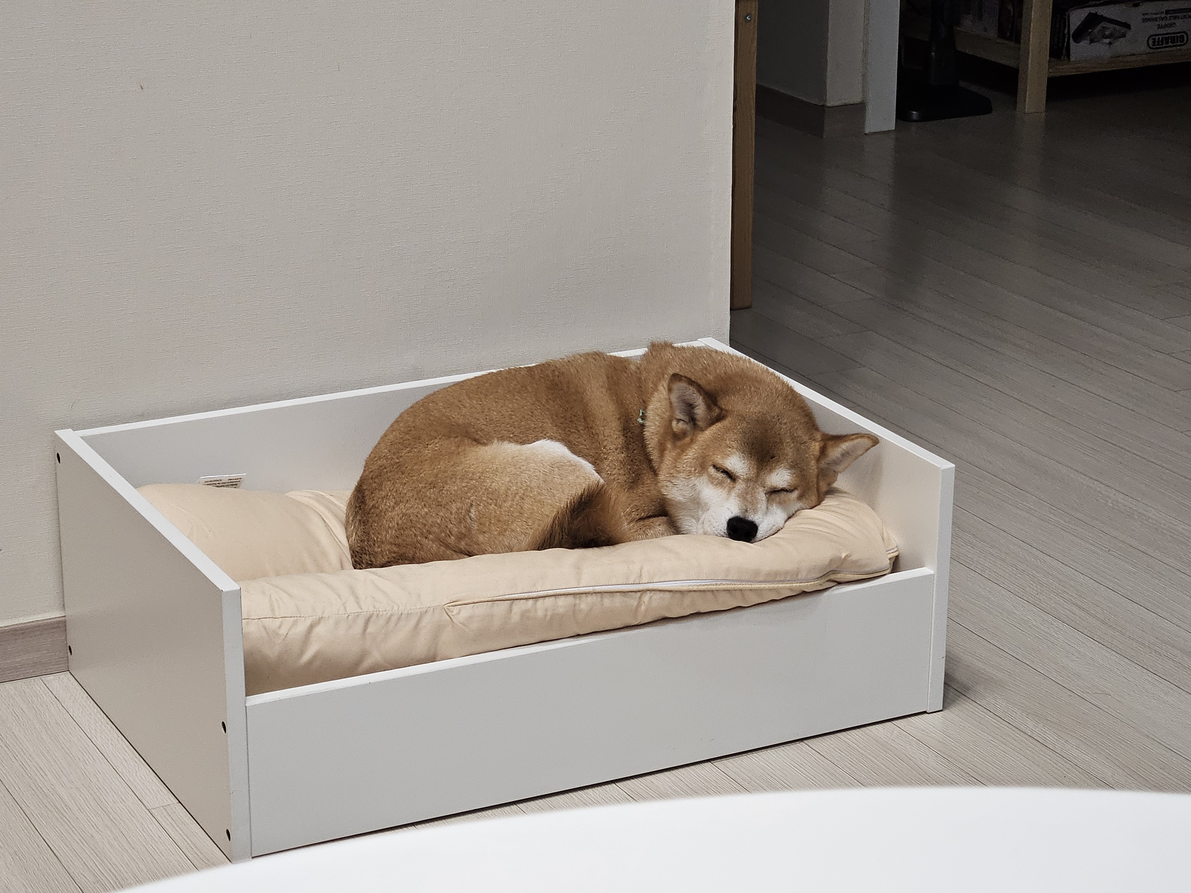 입양 3년차 보리