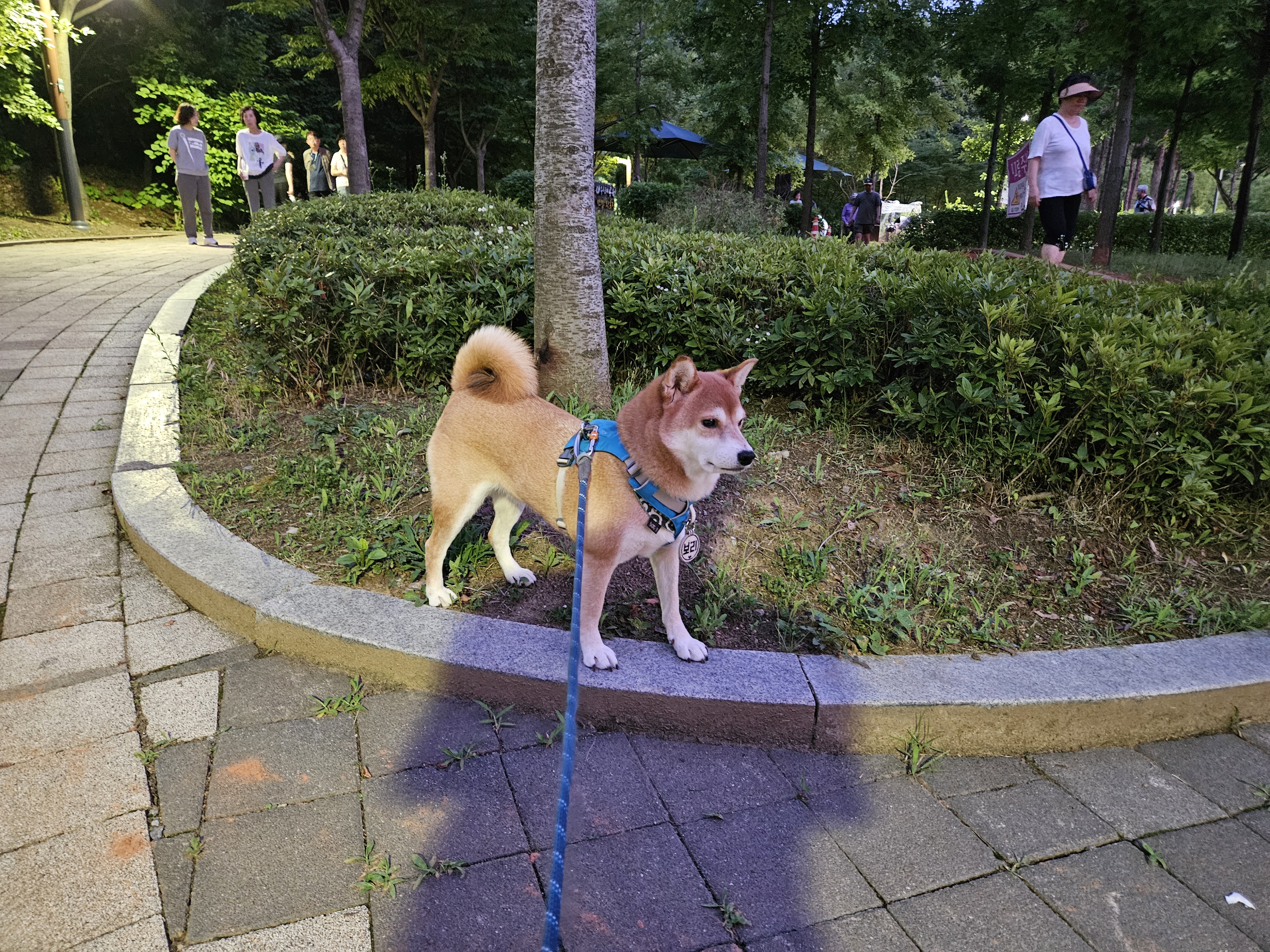 입양 3년차 보리