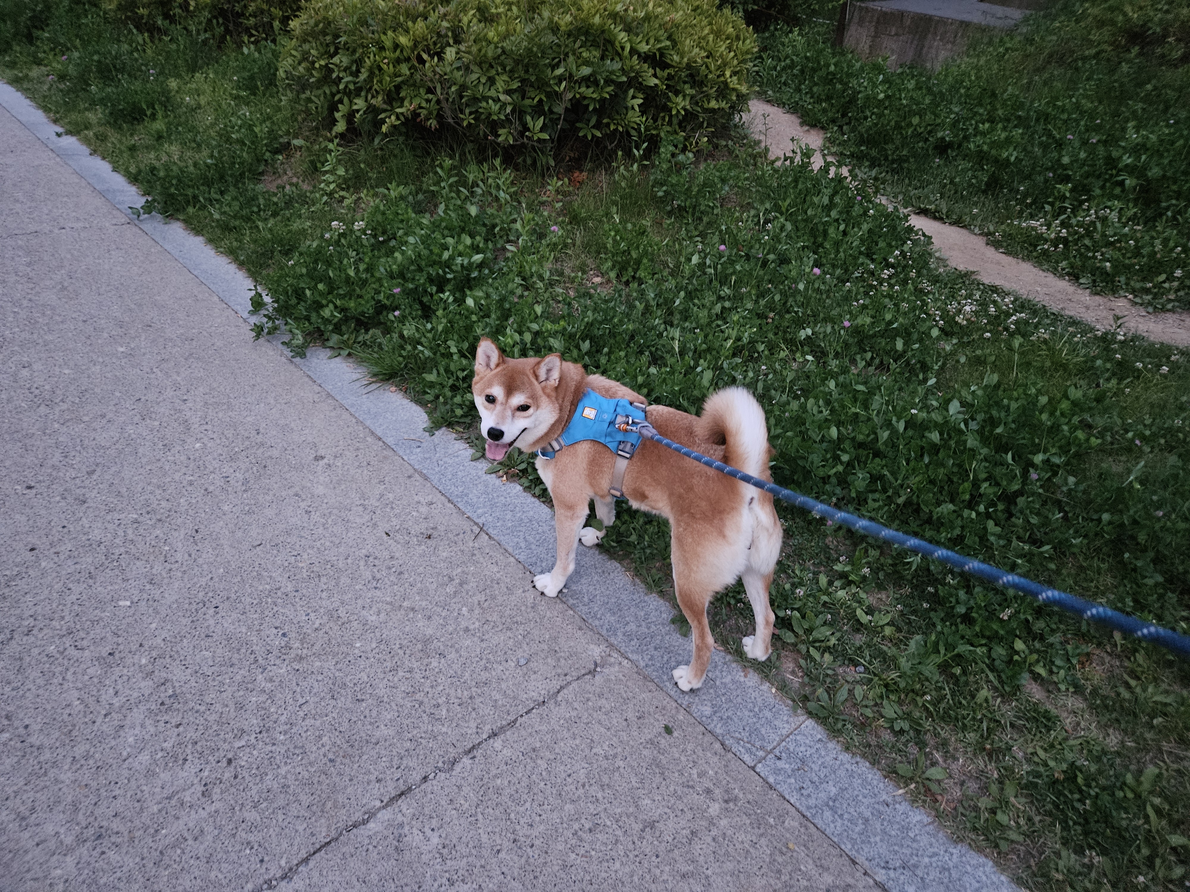 입양 3년차 보리