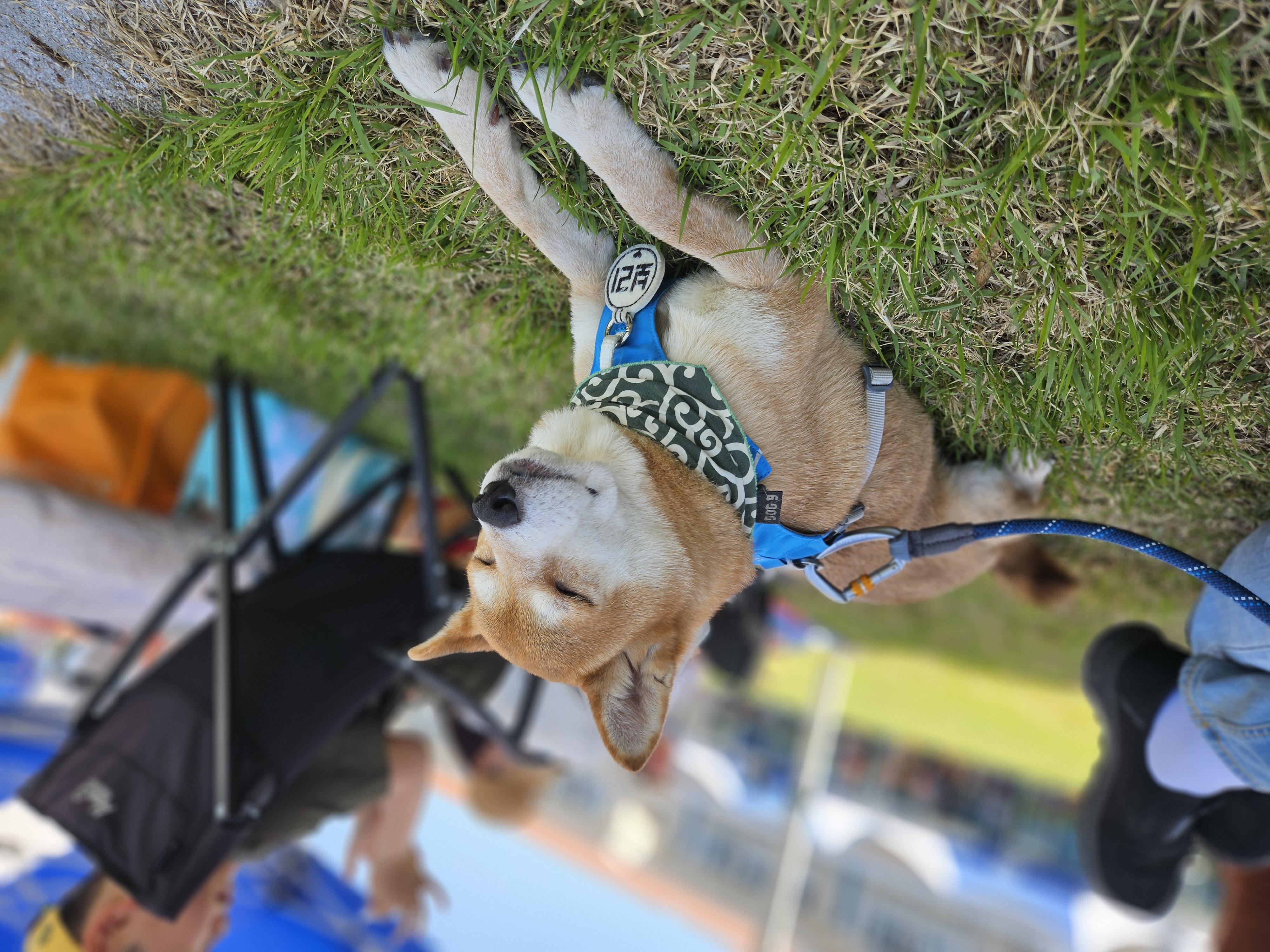 입양 3년차 보리